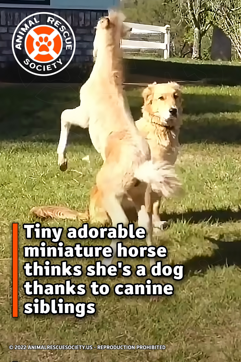 Tiny adorable miniature horse thinks she\'s a dog thanks to canine siblings