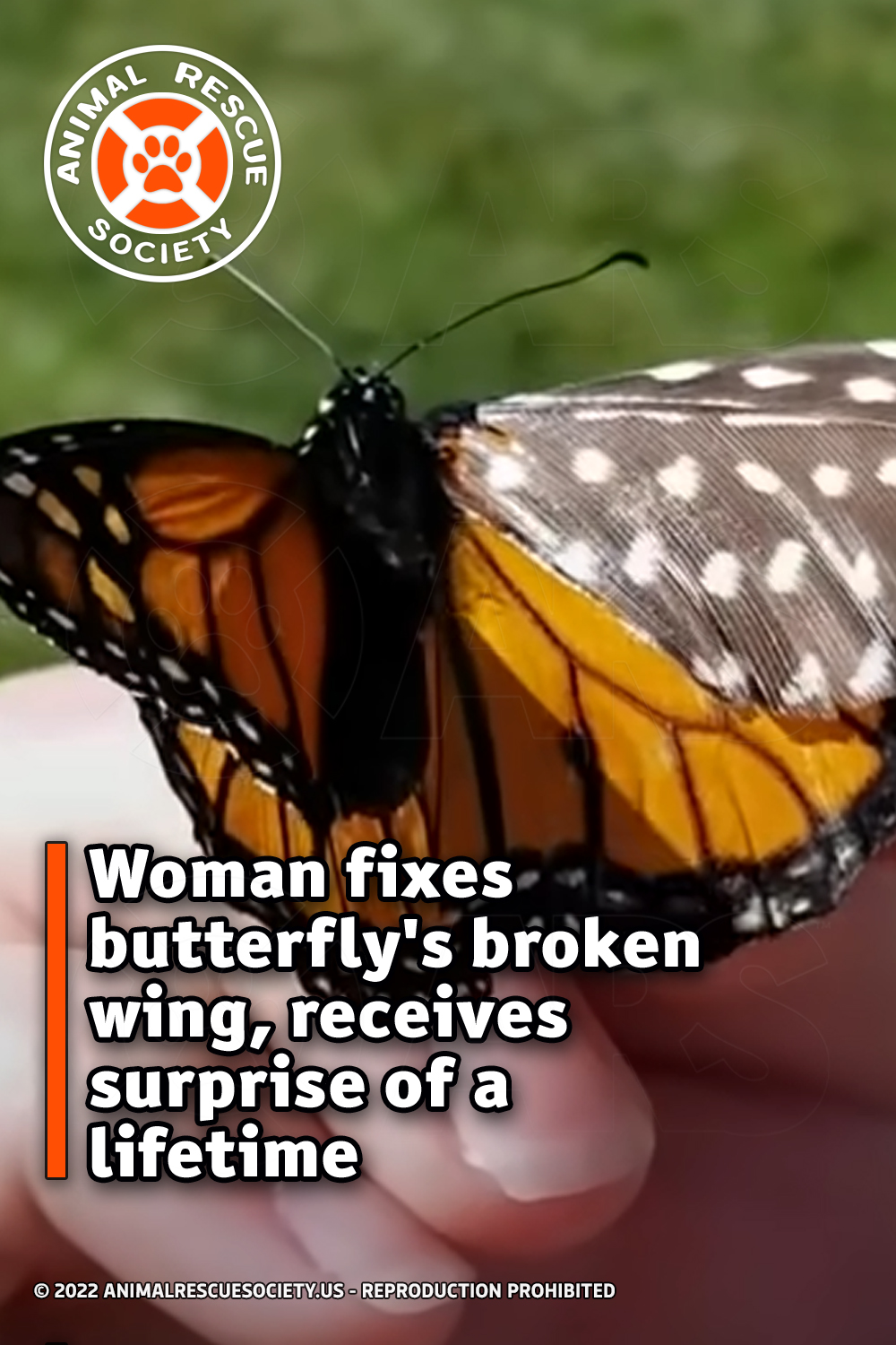 Woman fixes butterfly\'s broken wing, receives surprise of a lifetime