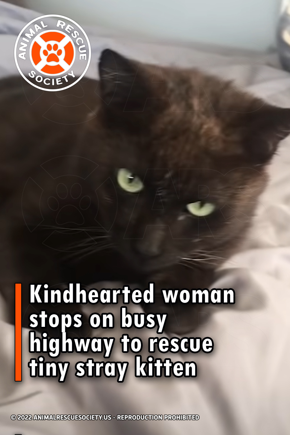 Kindhearted woman stops on busy highway to rescue tiny stray kitten