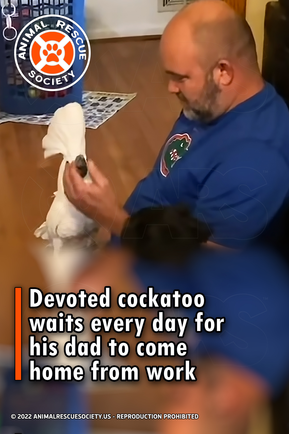 Devoted cockatoo waits every day for his dad to come home from work