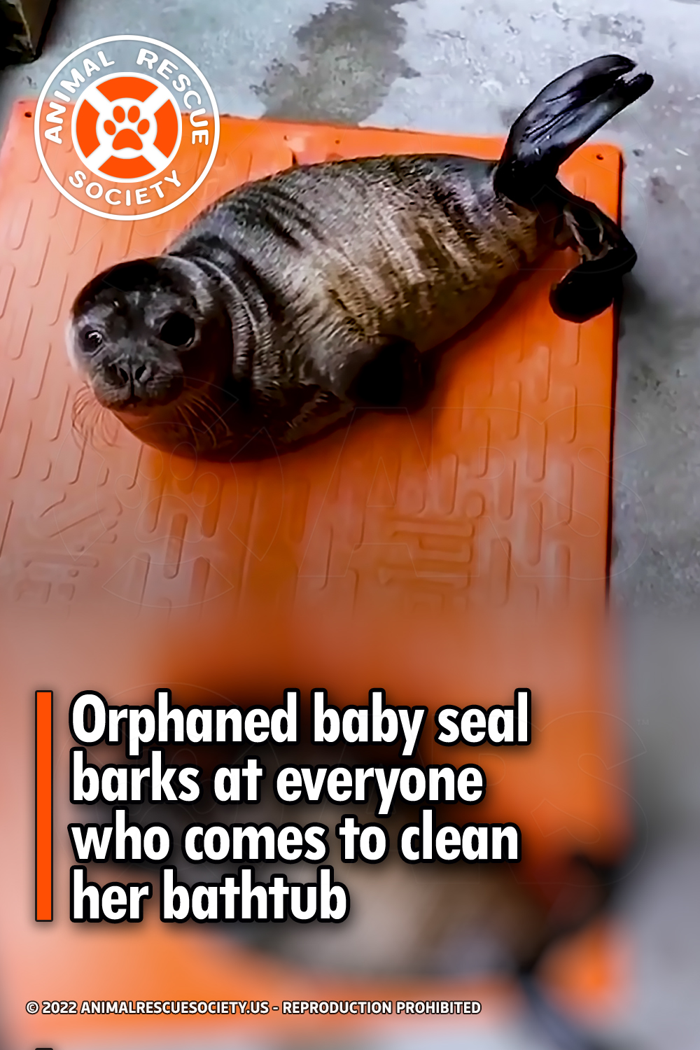 Orphaned baby seal barks at everyone who comes to clean her bathtub