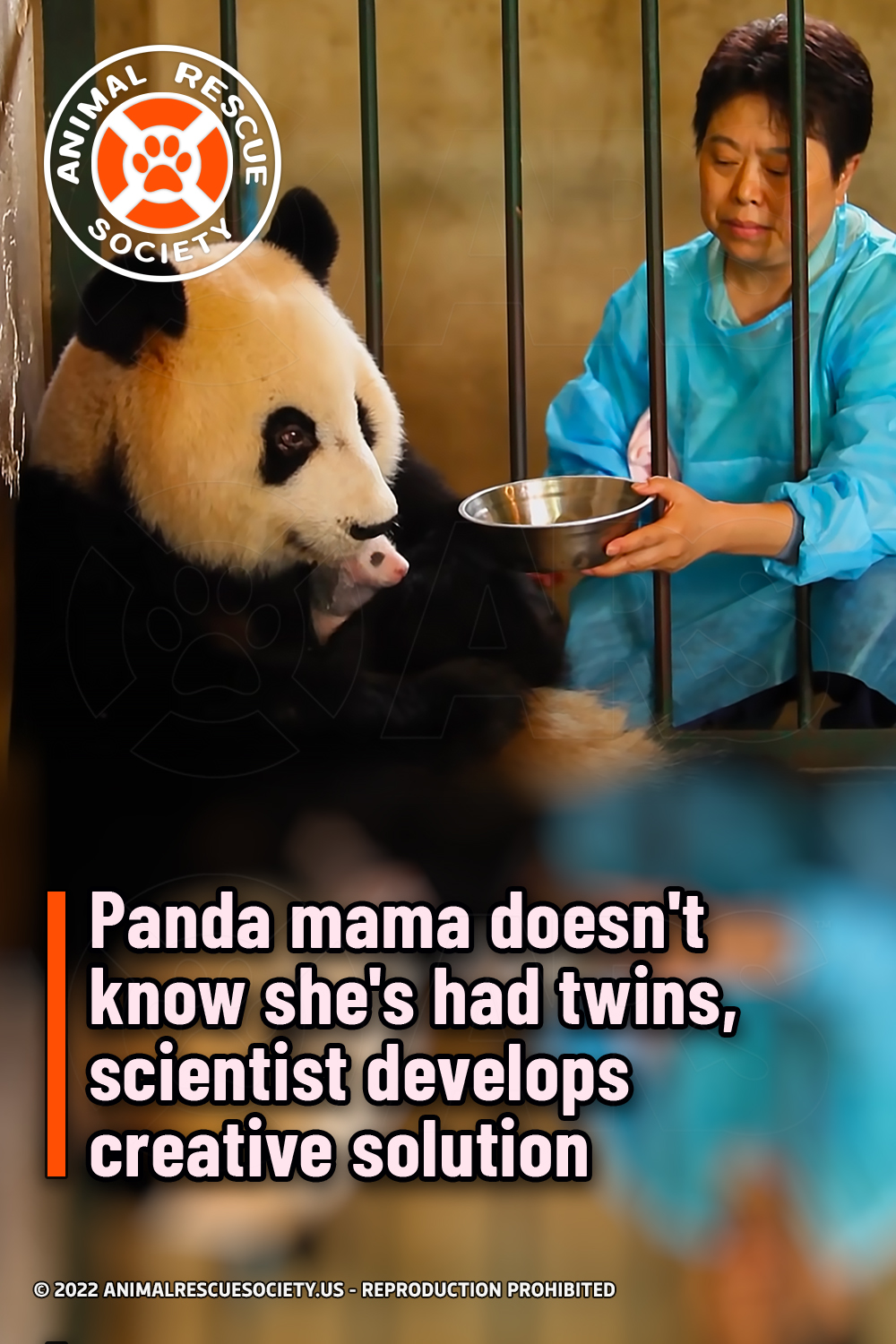 Panda mama doesn\'t know she\'s had twins, scientist develops creative solution