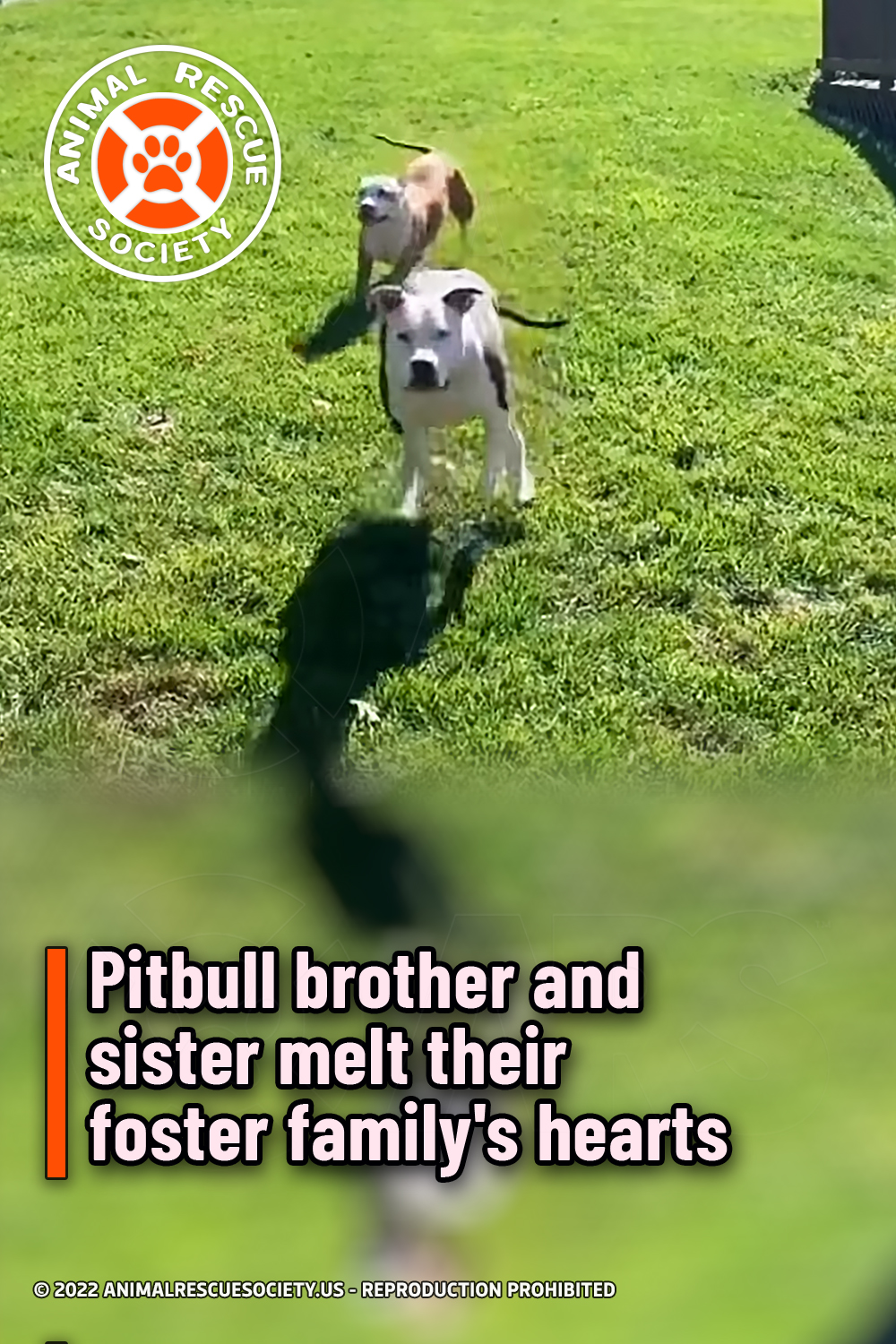 Pitbull brother and sister melt their foster family\'s hearts
