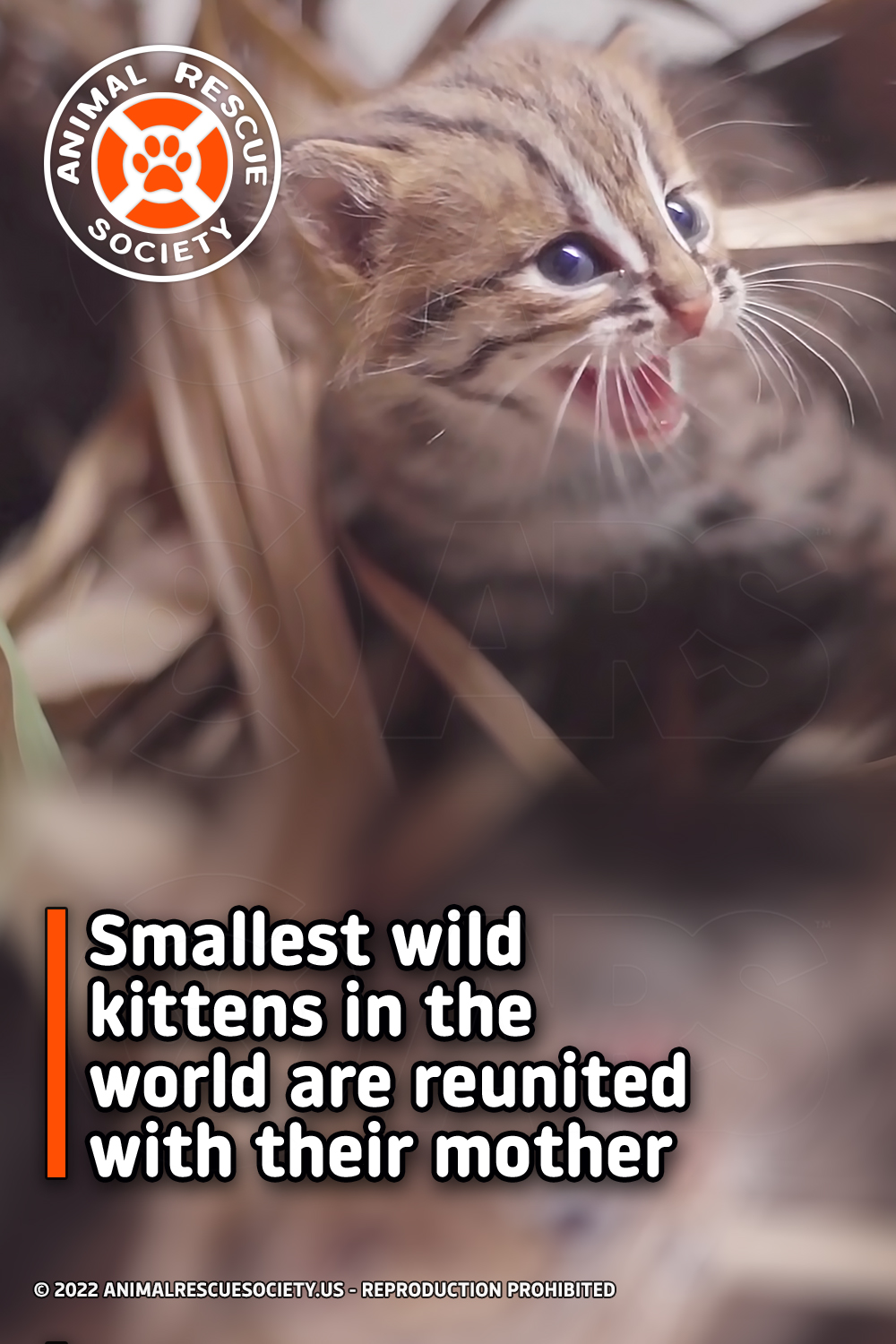 Smallest wild kittens in the world are reunited with their mother