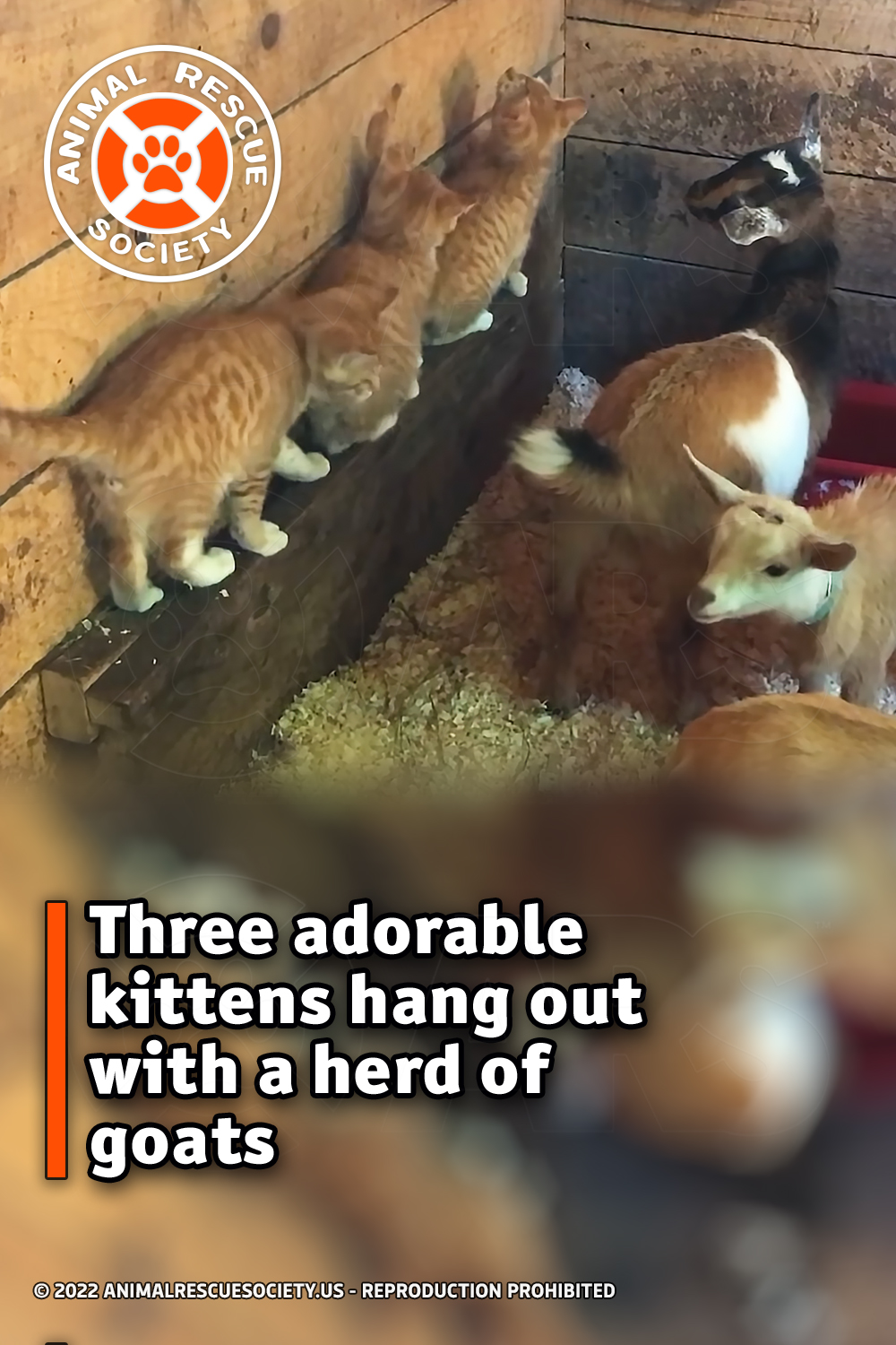 Three adorable kittens hang out with a herd of goats