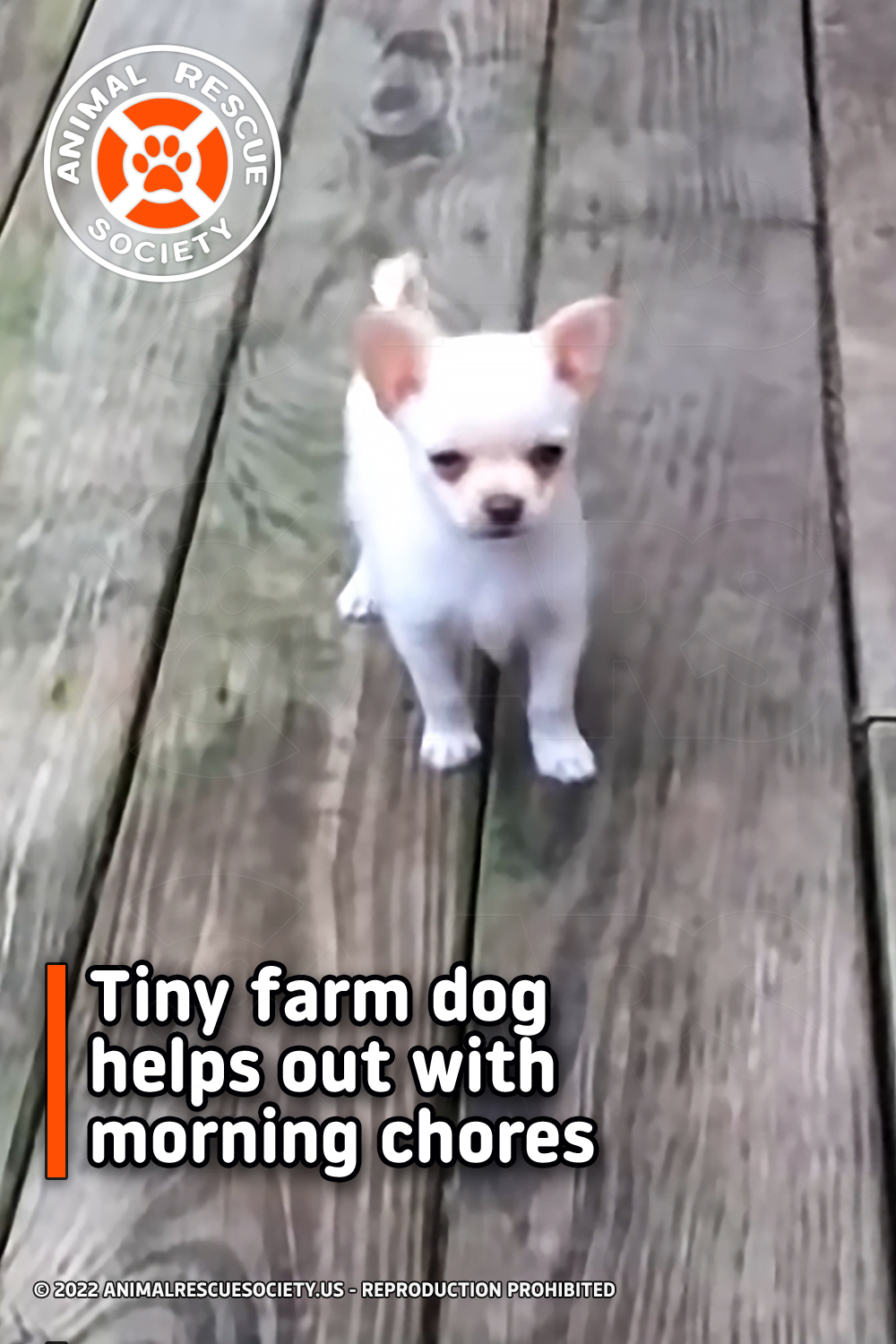Tiny farm dog helps out with morning chores
