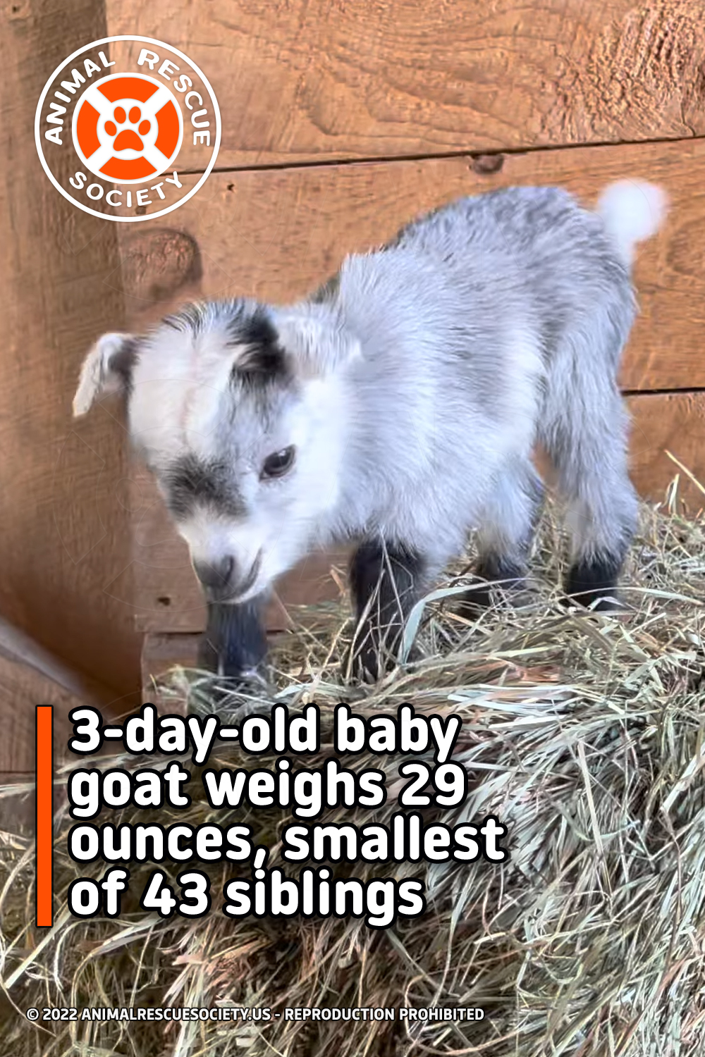 3-day-old baby goat weighs 29 ounces, smallest of 43 siblings