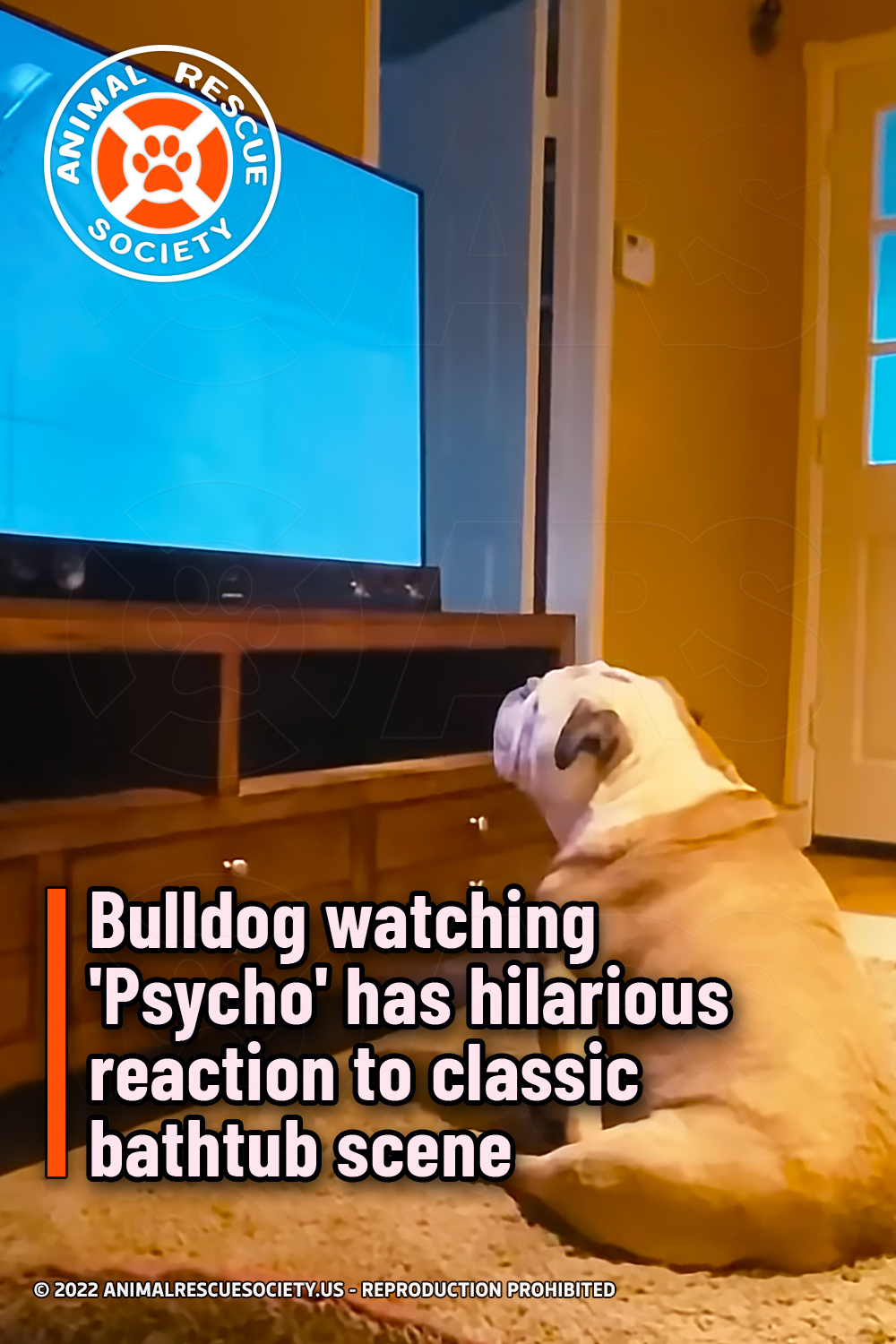 Bulldog watching \'Psycho\' has hilarious reaction to classic bathtub scene