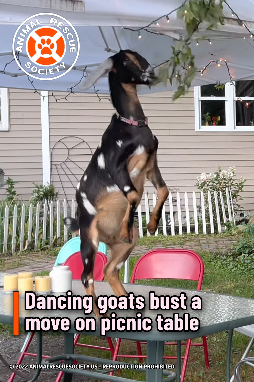 Dancing goats bust a move on picnic table