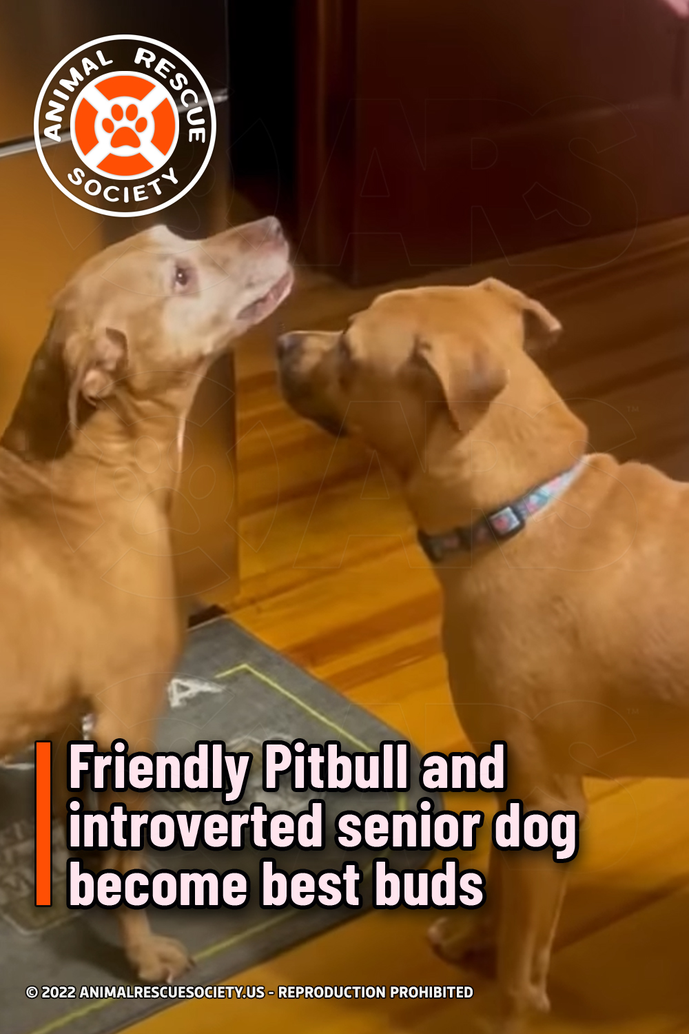 Friendly Pitbull and introverted senior dog become best buds