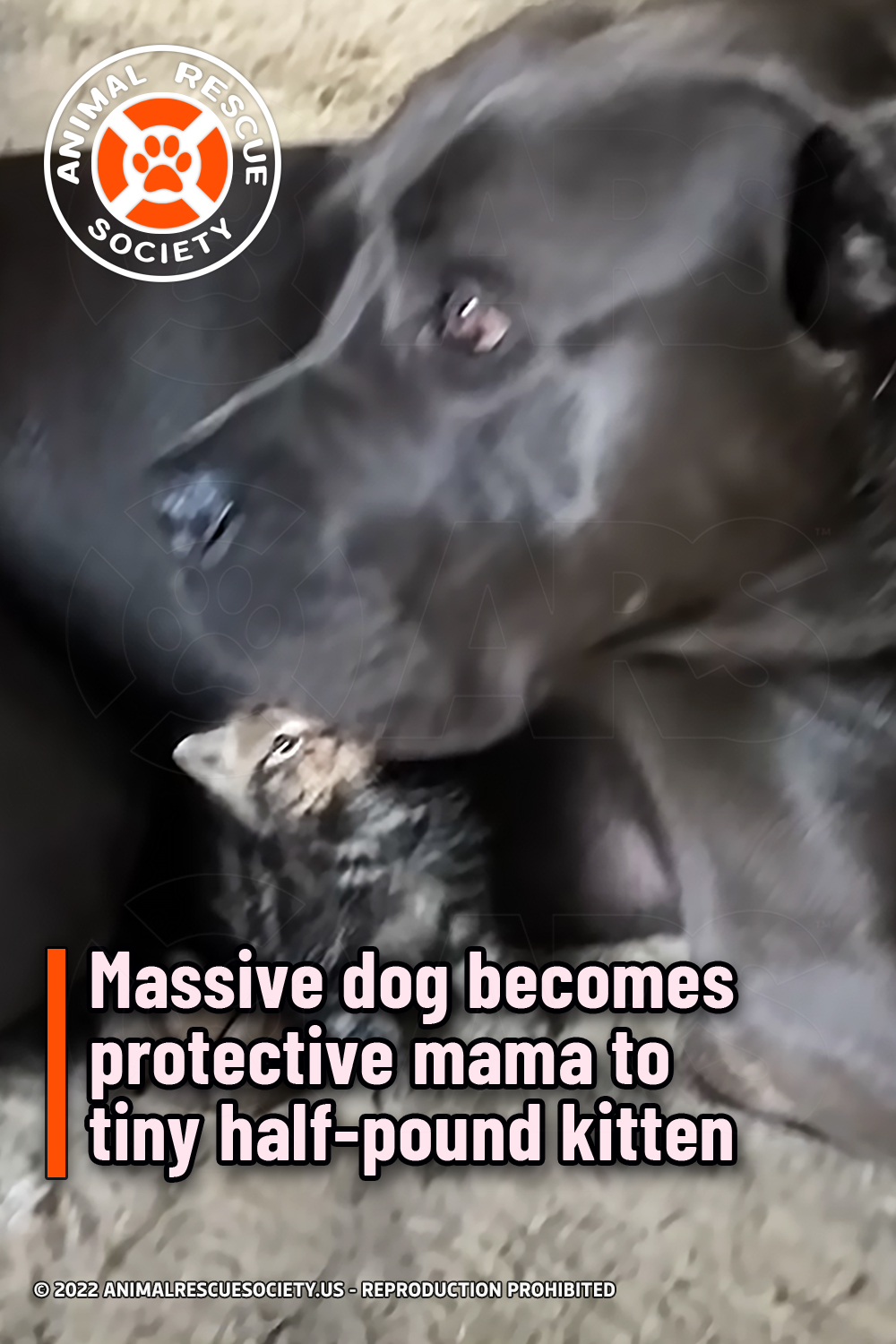 Massive dog becomes protective mama to tiny half-pound kitten