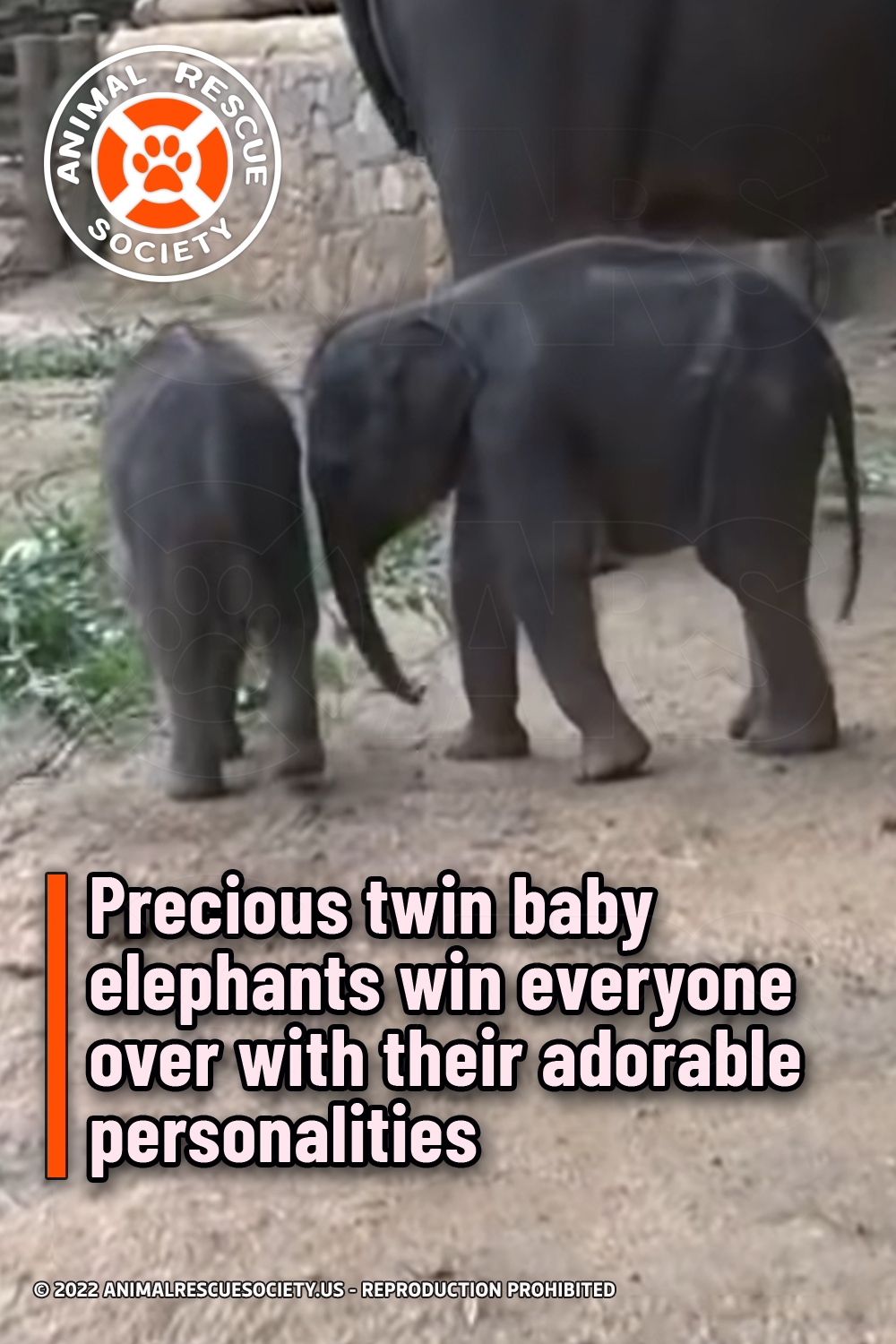 Precious twin baby elephants win everyone over with their adorable personalities