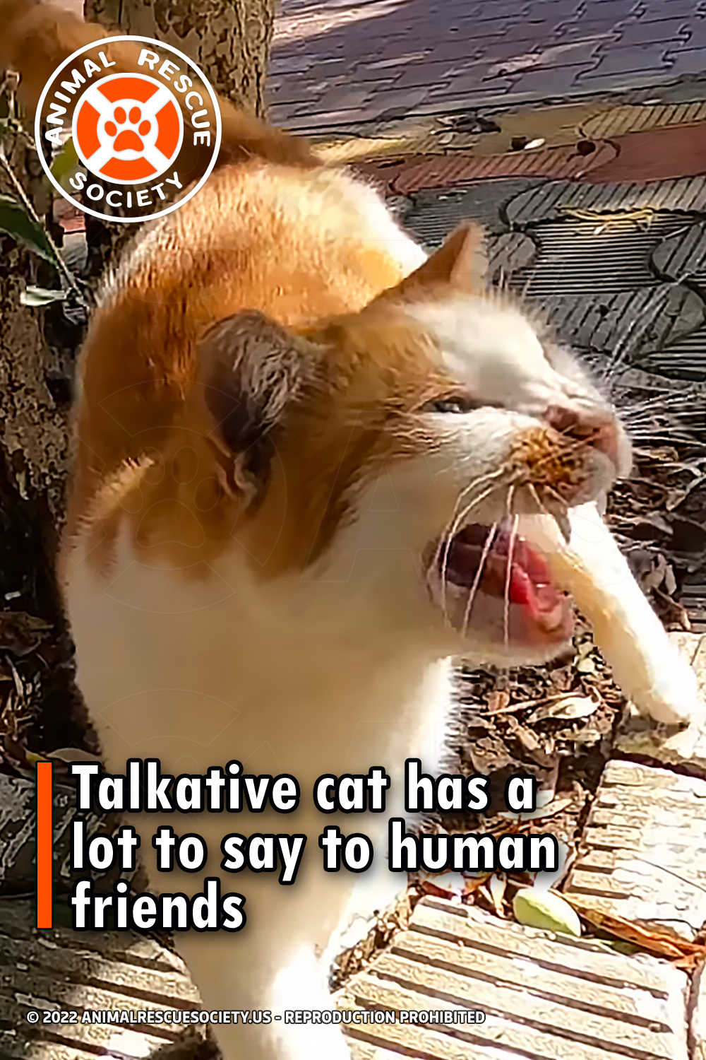 Talkative cat has a lot to say to human friends