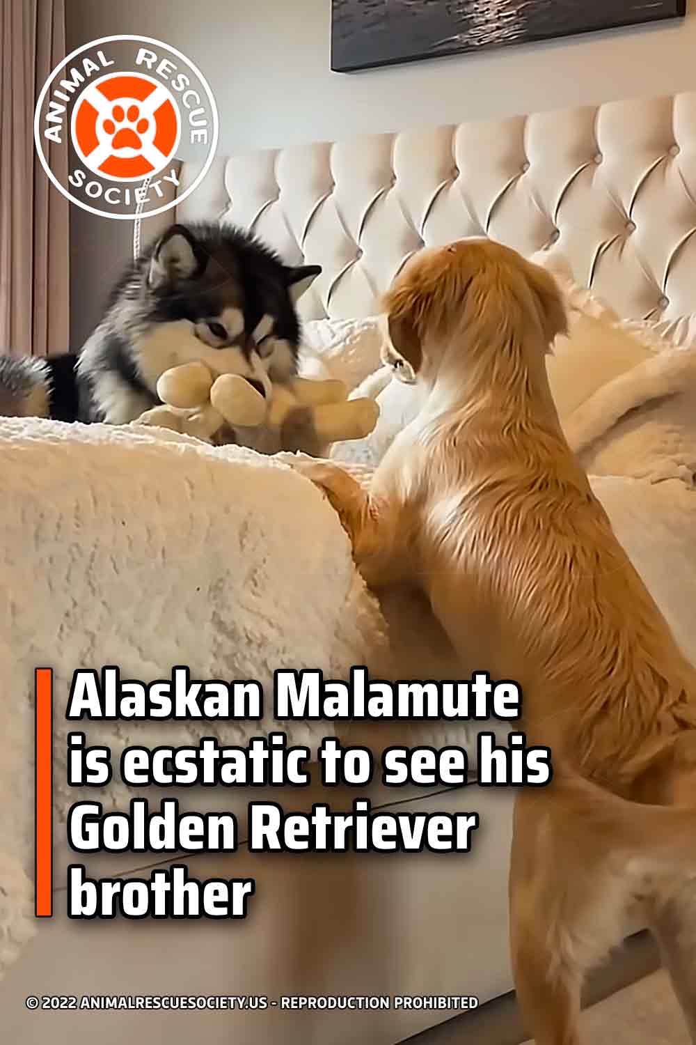 Alaskan Malamute is ecstatic to see his Golden Retriever brother