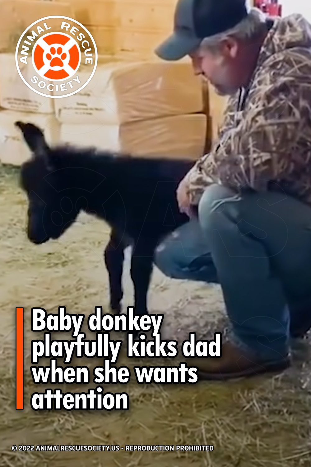 Baby donkey playfully kicks dad when she wants attention