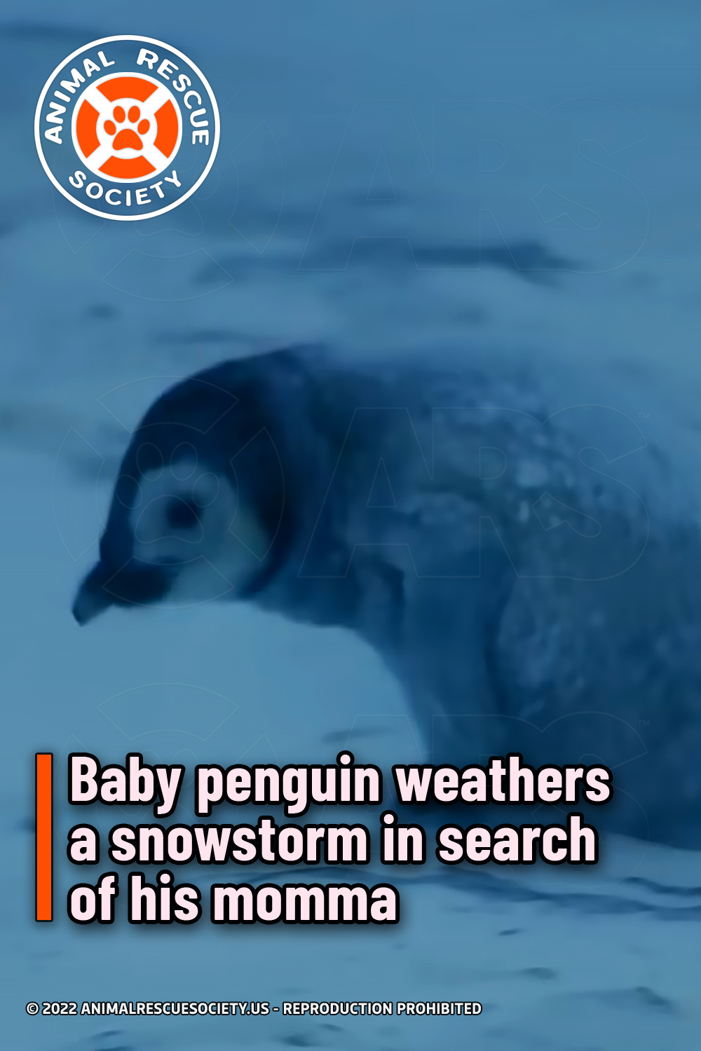Baby penguin weathers a snowstorm in search of his momma