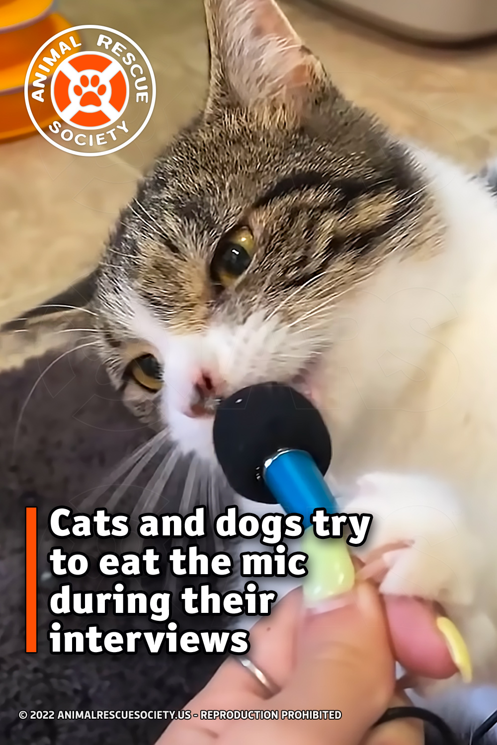 Cats and dogs try to eat the mic during their interviews