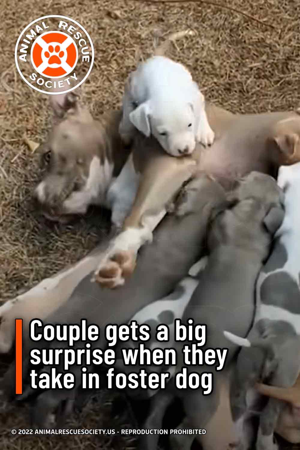 Couple gets a big surprise when they take in foster dog