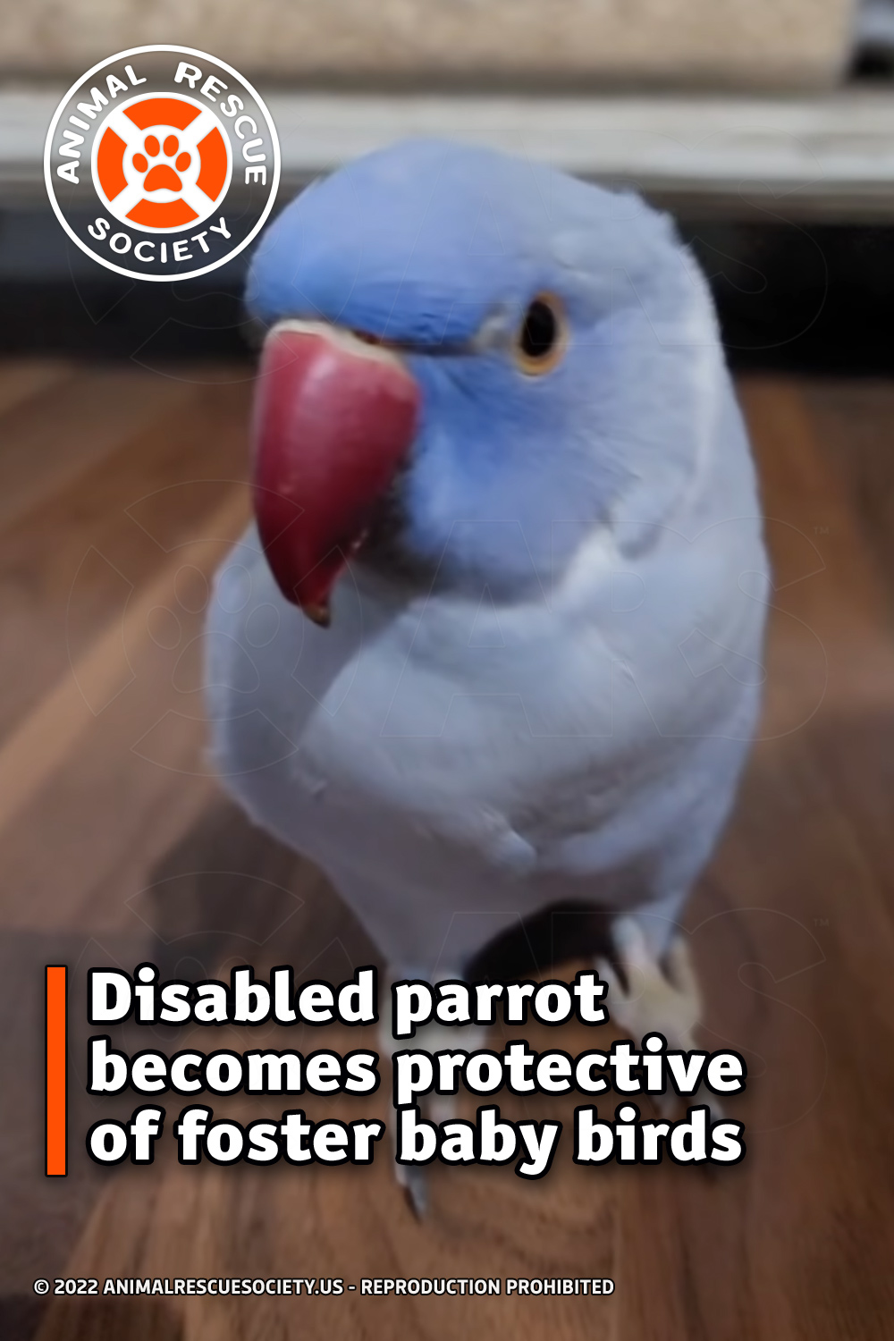 Disabled parrot becomes protective of foster baby birds