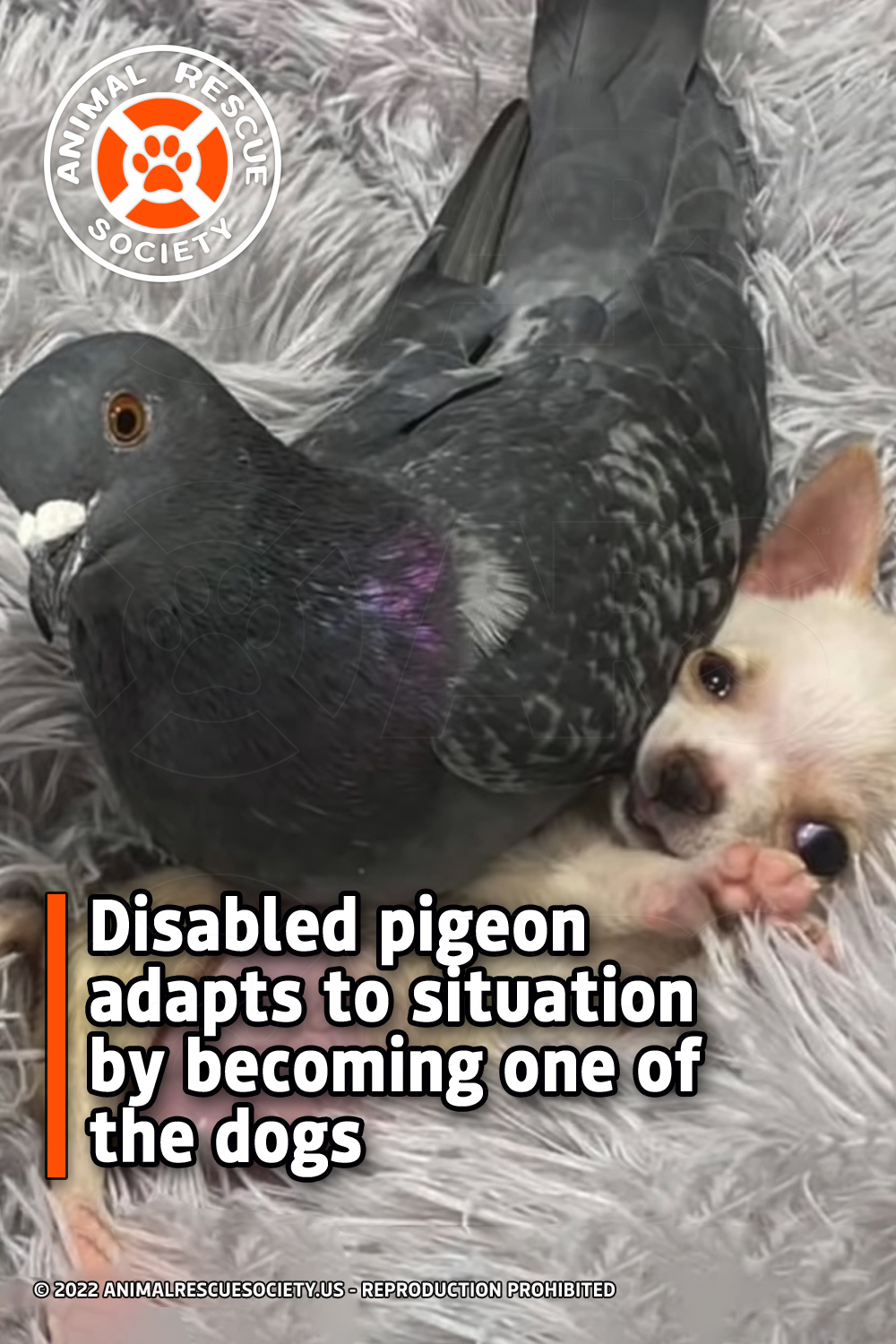 Disabled pigeon adapts to situation by becoming one of the dogs