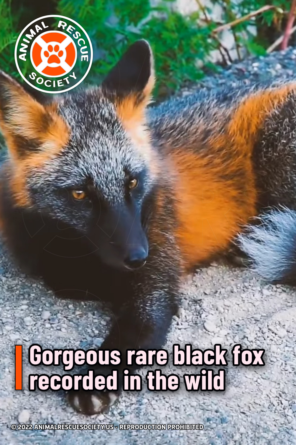 Gorgeous rare black fox recorded in the wild