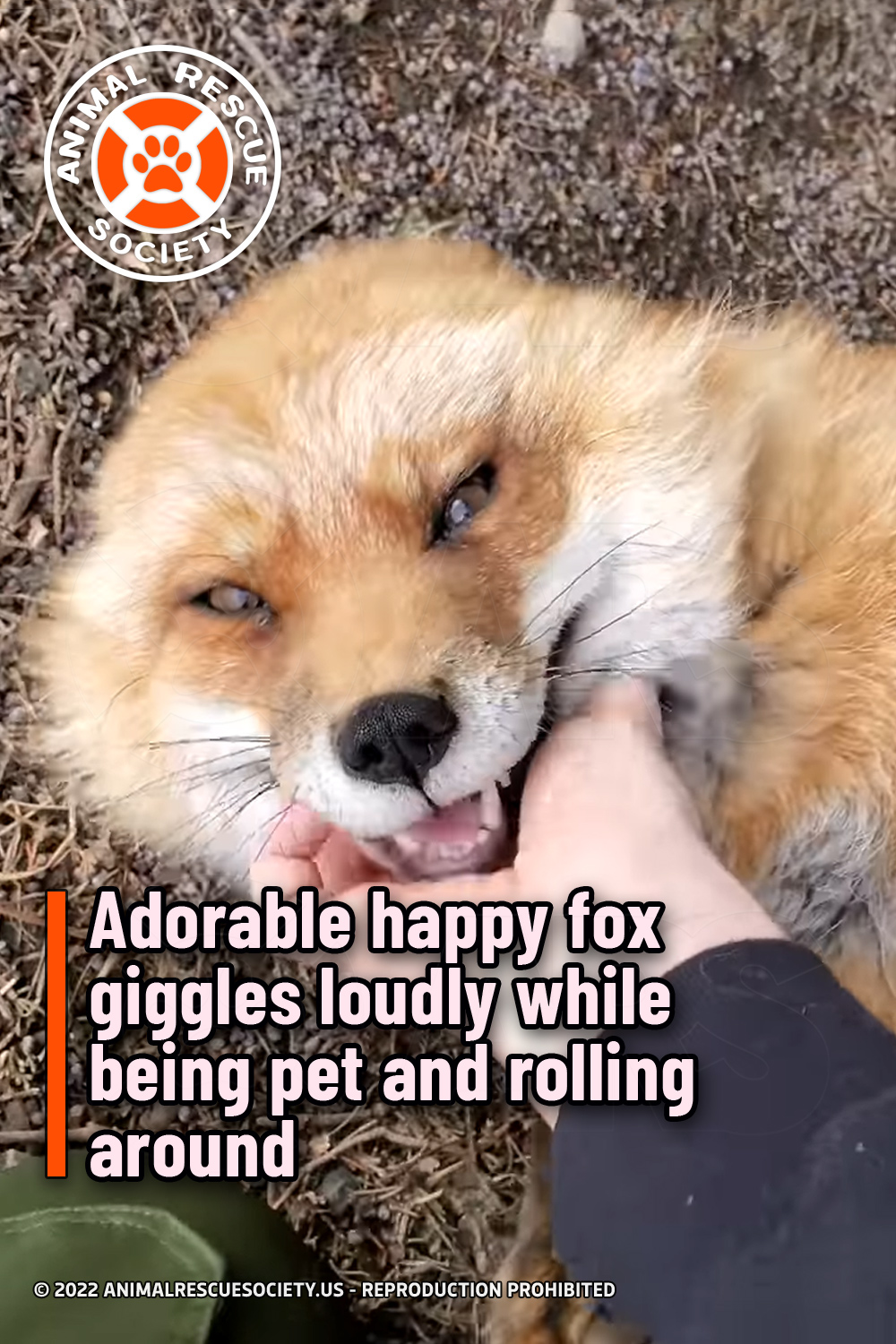 Adorable happy fox giggles loudly while being pet and rolling around