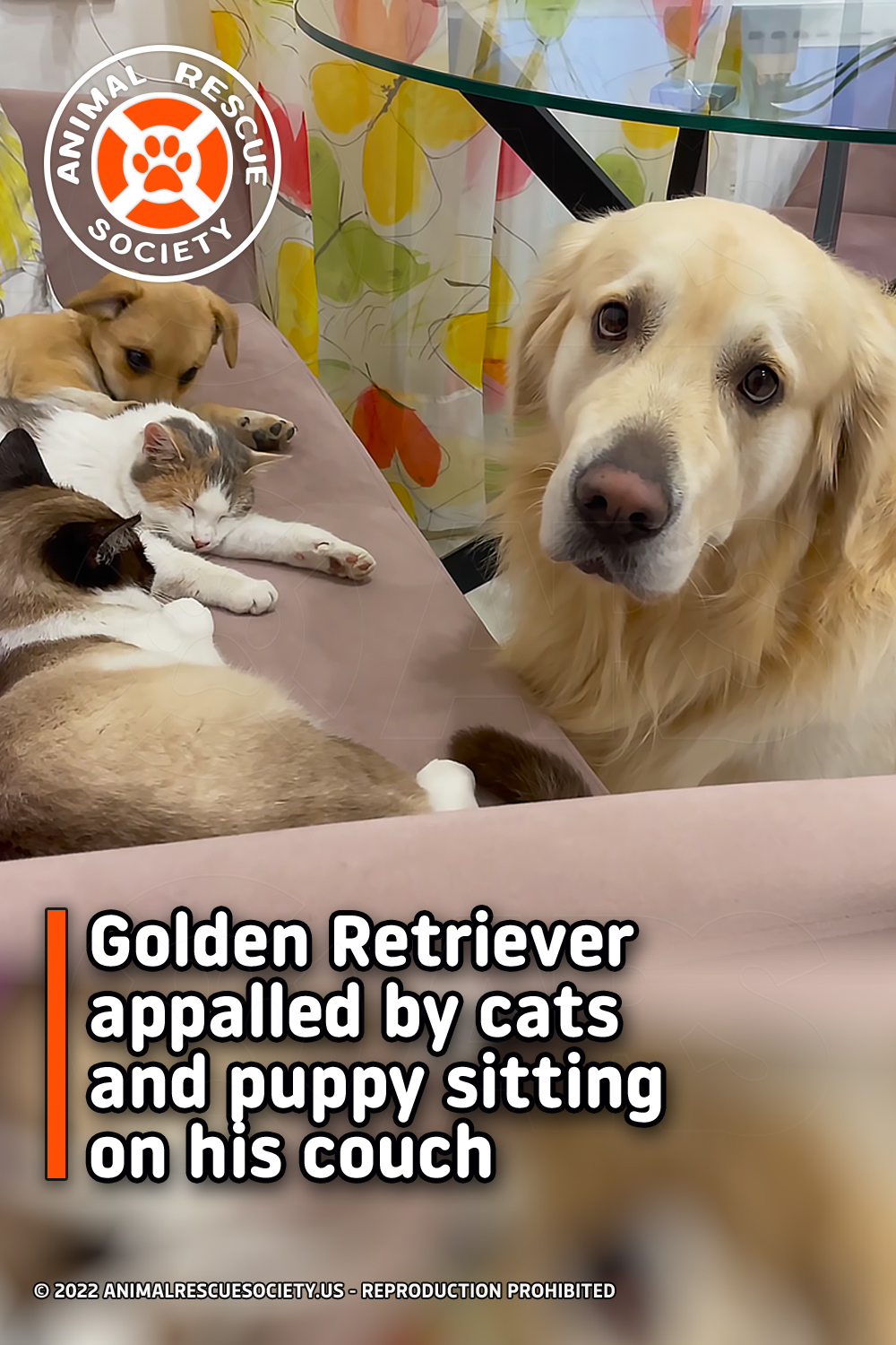 Golden Retriever appalled by cats and puppy sitting on his couch