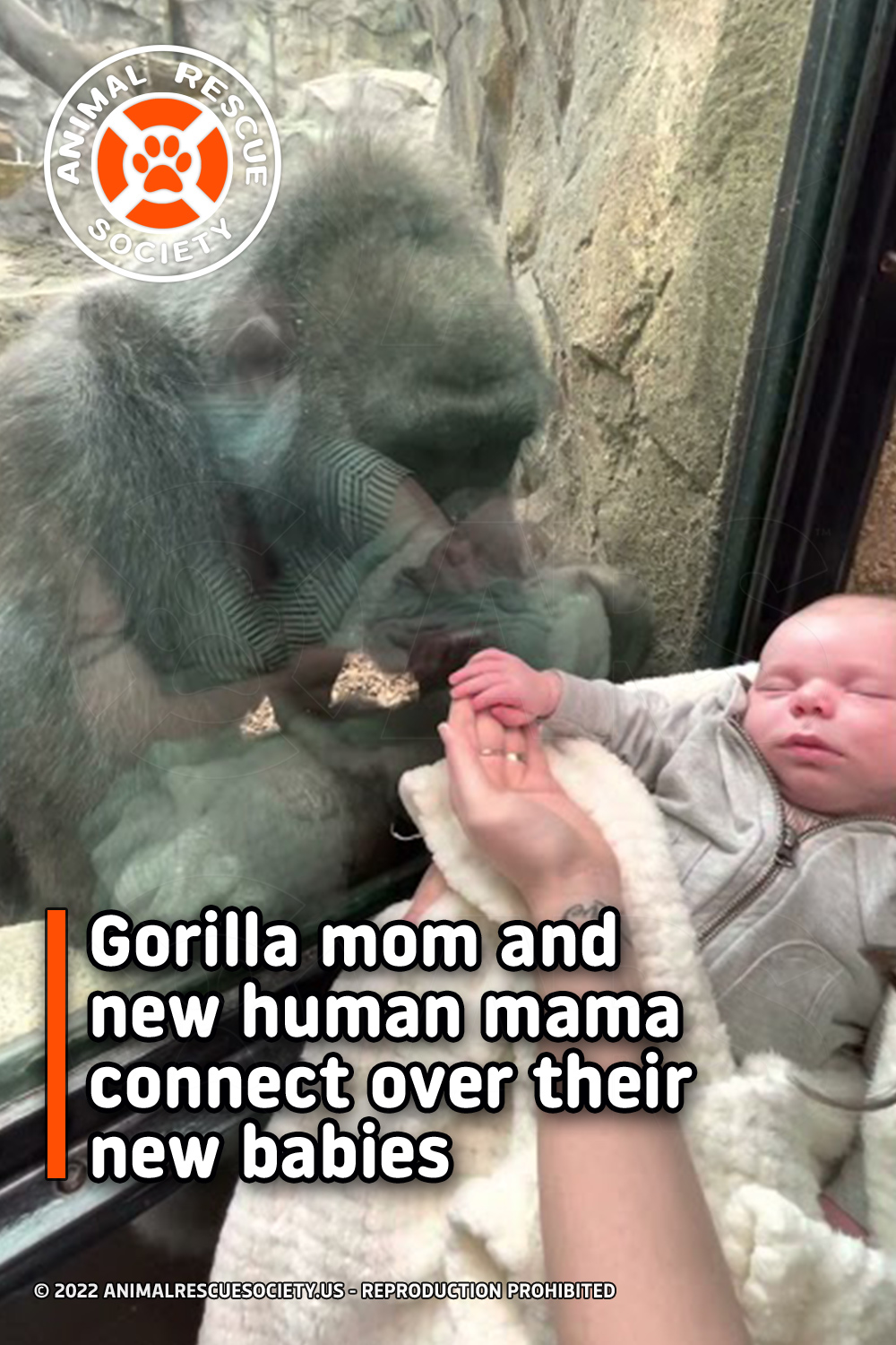 Gorilla mom and new human mama connect over their new babies