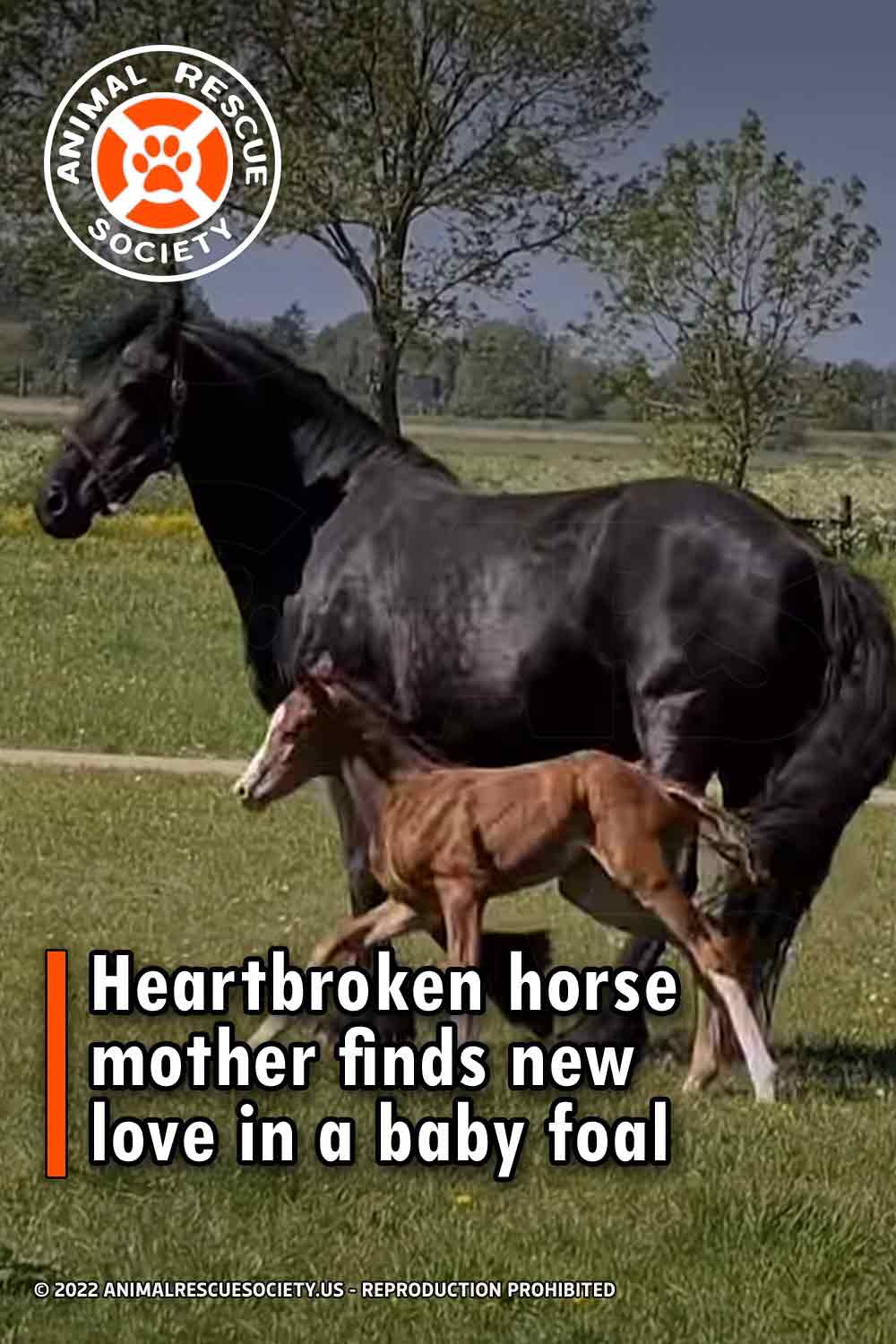 Heartbroken horse mother finds new love in a baby foal