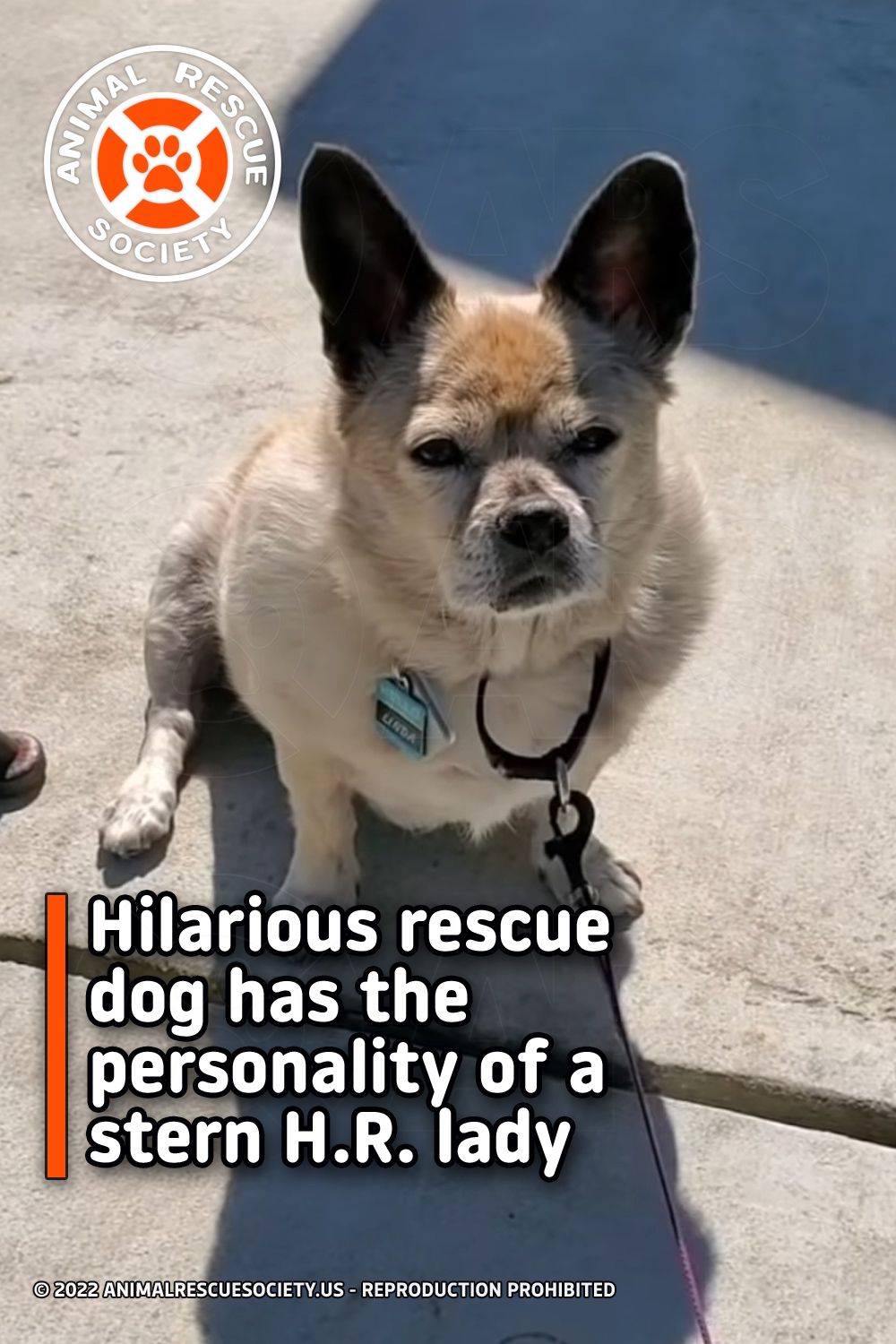 Hilarious rescue dog has the personality of a stern H.R. lady