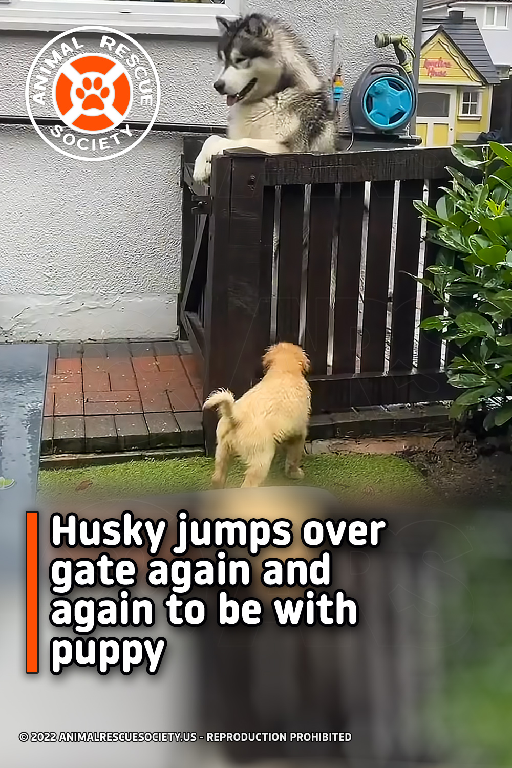 Husky jumps over gate again and again to be with puppy