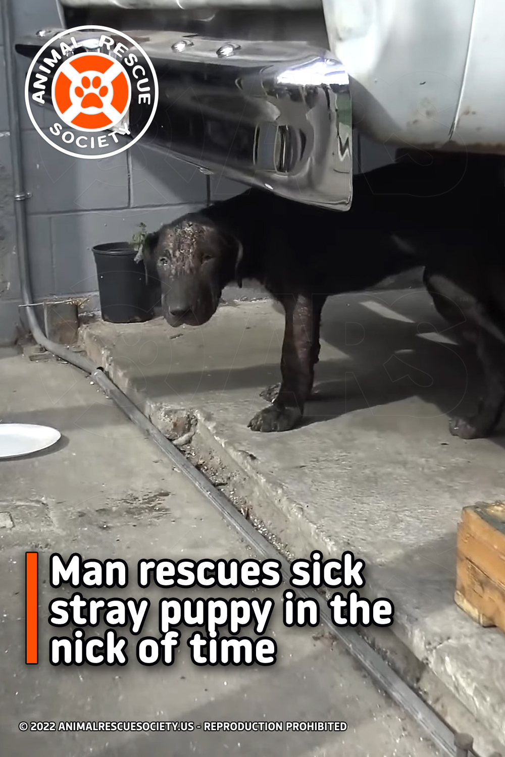 Man rescues sick stray puppy in the nick of time
