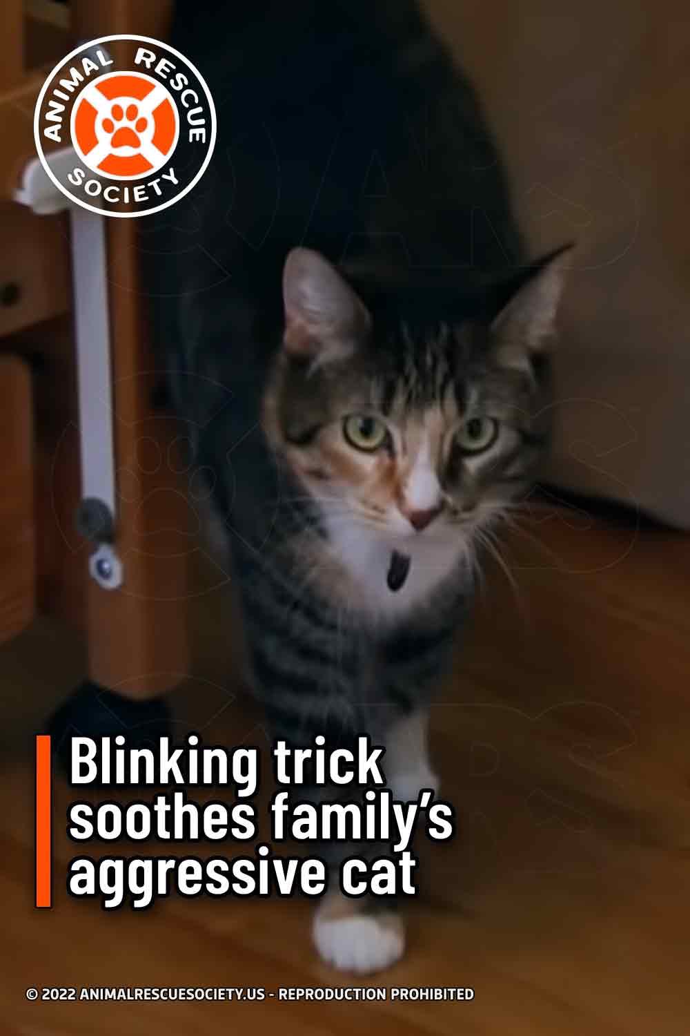Blinking trick soothes family’s aggressive cat