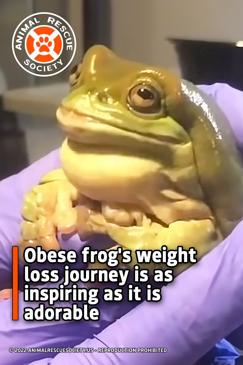 Obese frog\'s weight loss journey is as inspiring as it is adorable