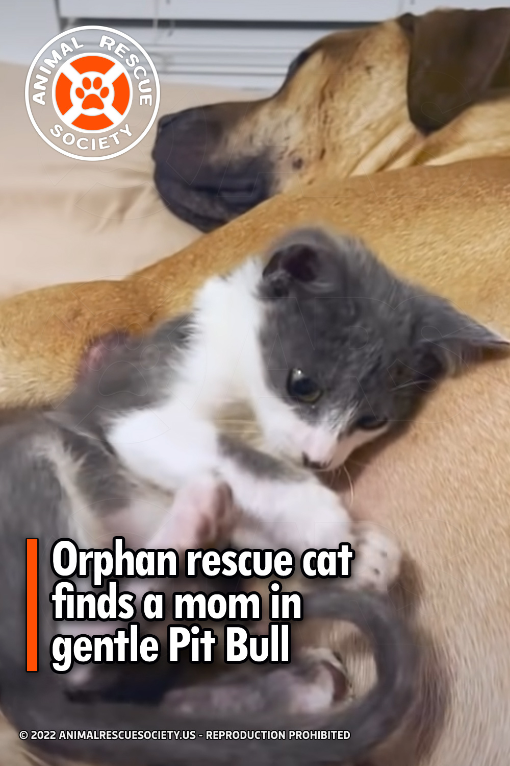 Orphan rescue cat finds a mom in gentle Pit Bull