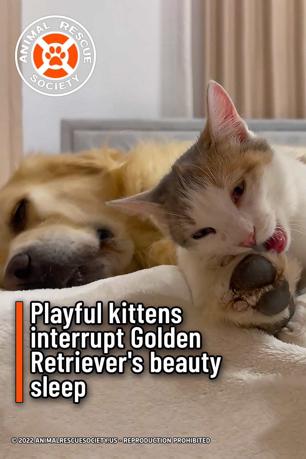 Playful kittens interrupt Golden Retriever\'s beauty sleep