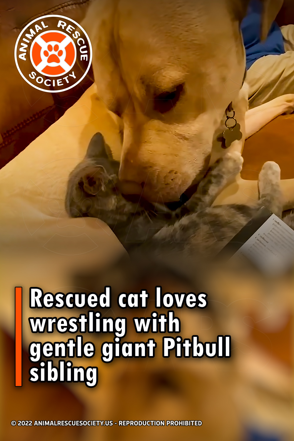Rescued cat loves wrestling with gentle giant Pitbull sibling