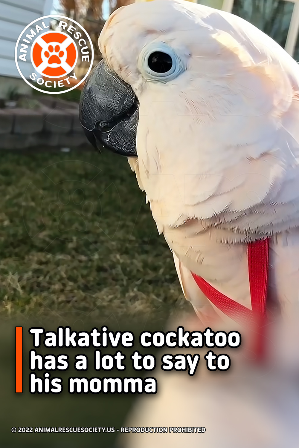 Talkative cockatoo has a lot to say to his momma
