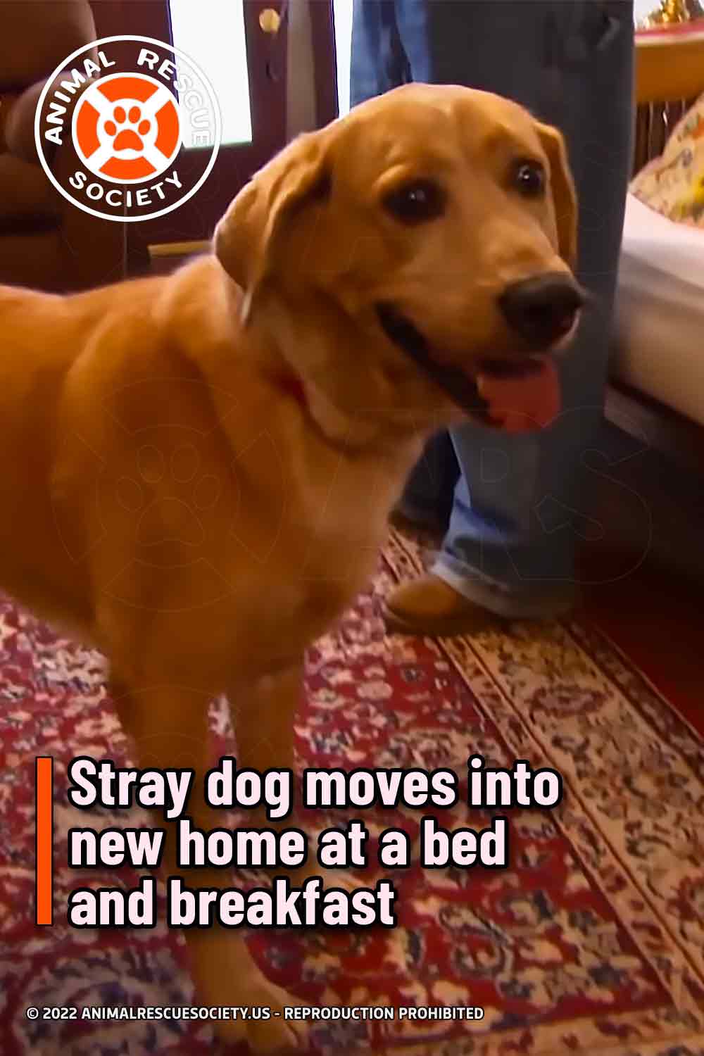Stray dog moves into new home at a bed and breakfast