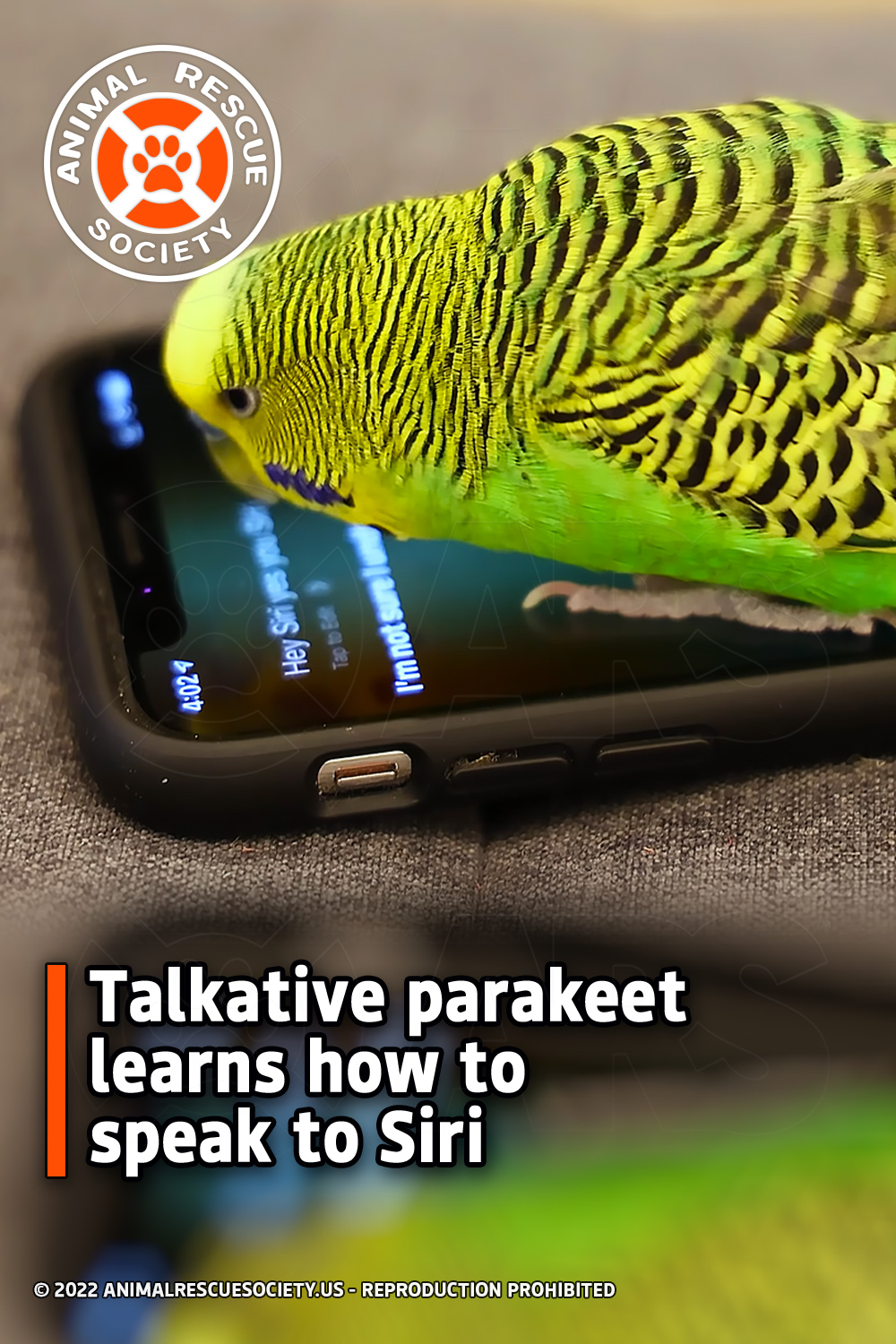 Talkative parakeet learns how to speak to Siri