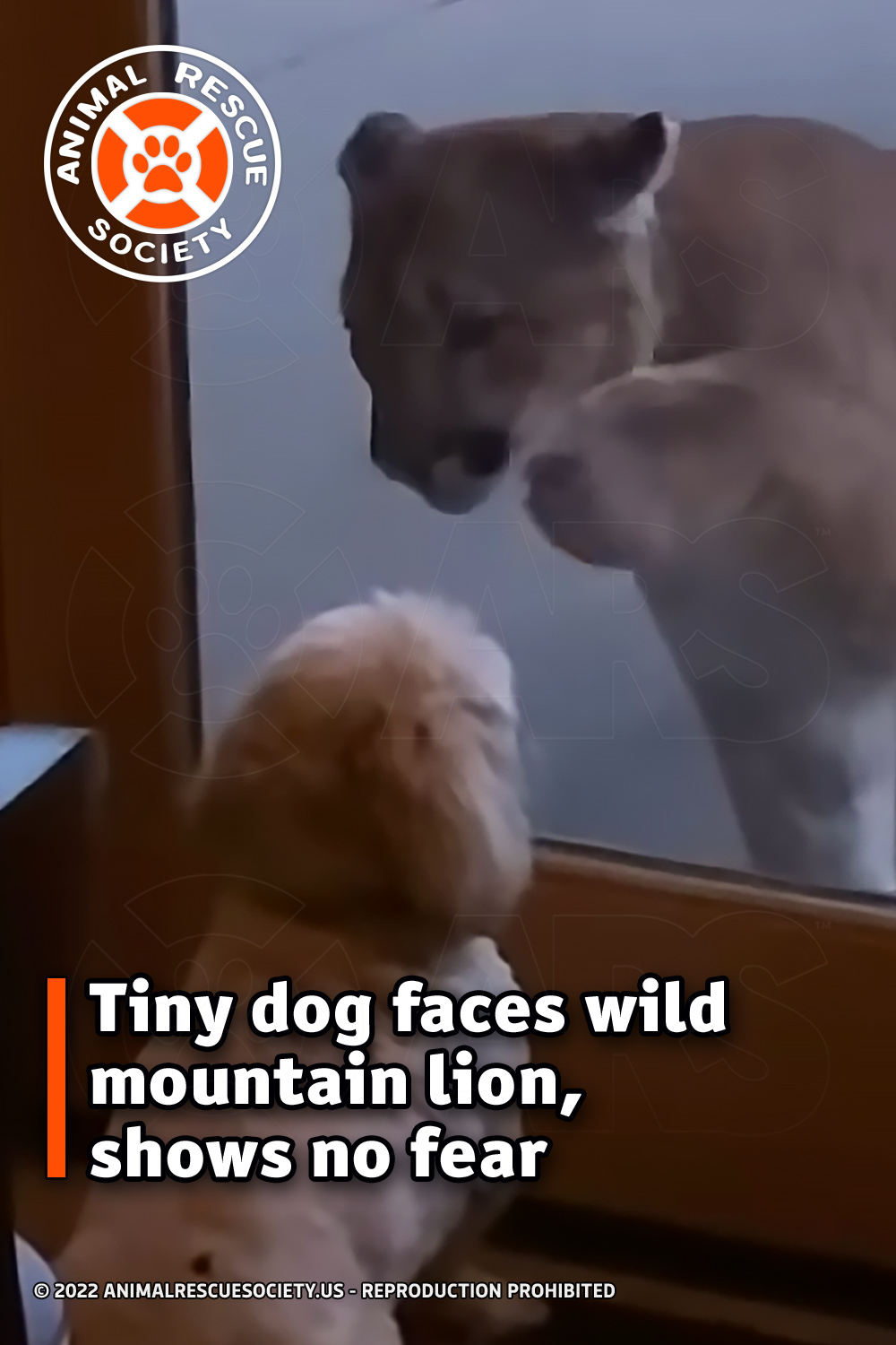 Tiny dog faces wild mountain lion, shows no fear
