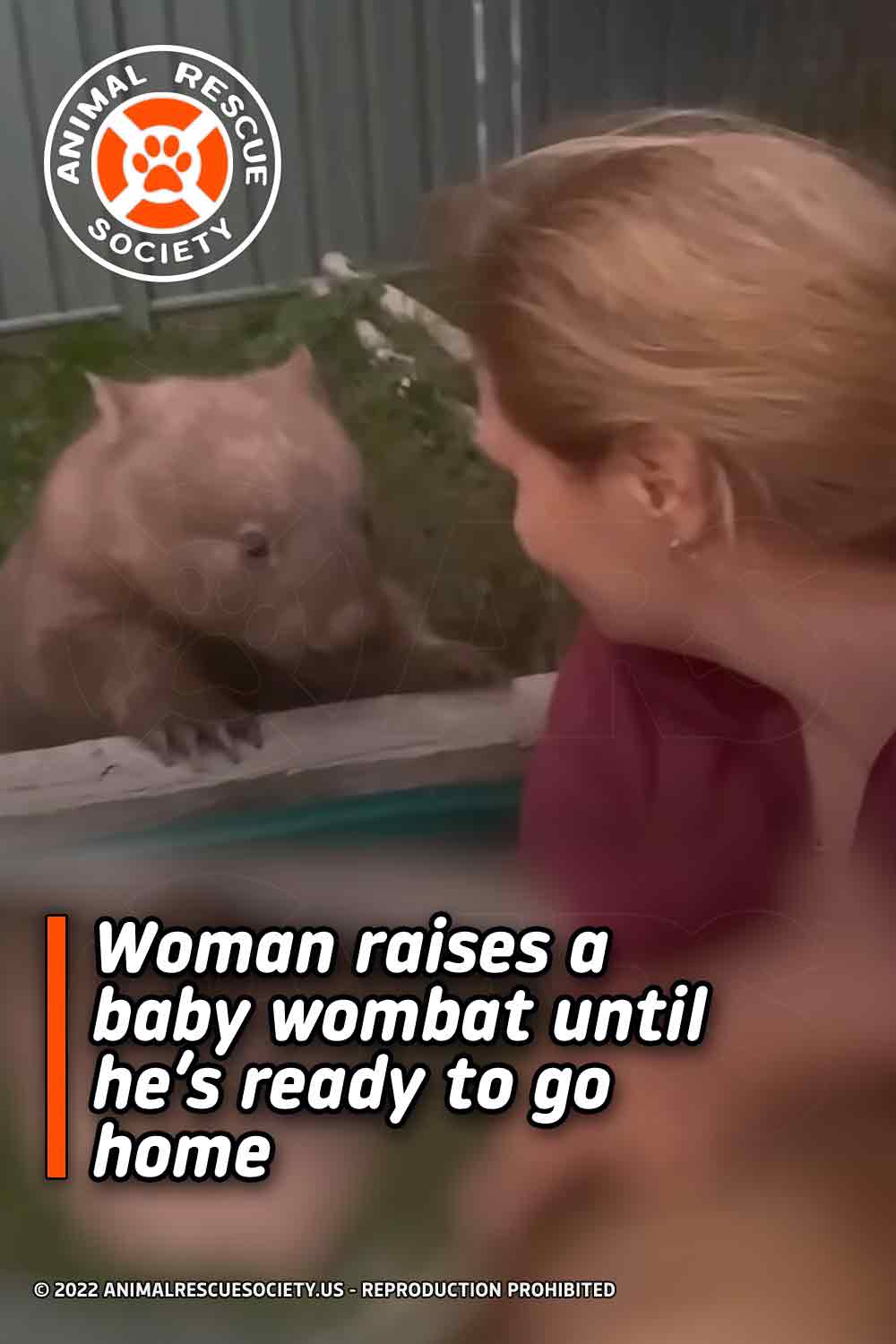 Woman raises a baby wombat until he’s ready to go home
