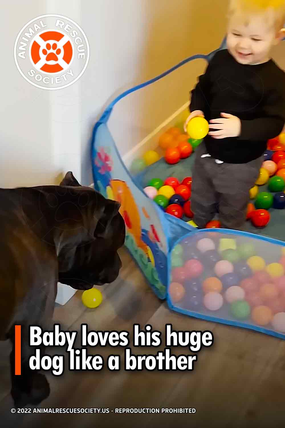 Baby loves his huge dog like a brother