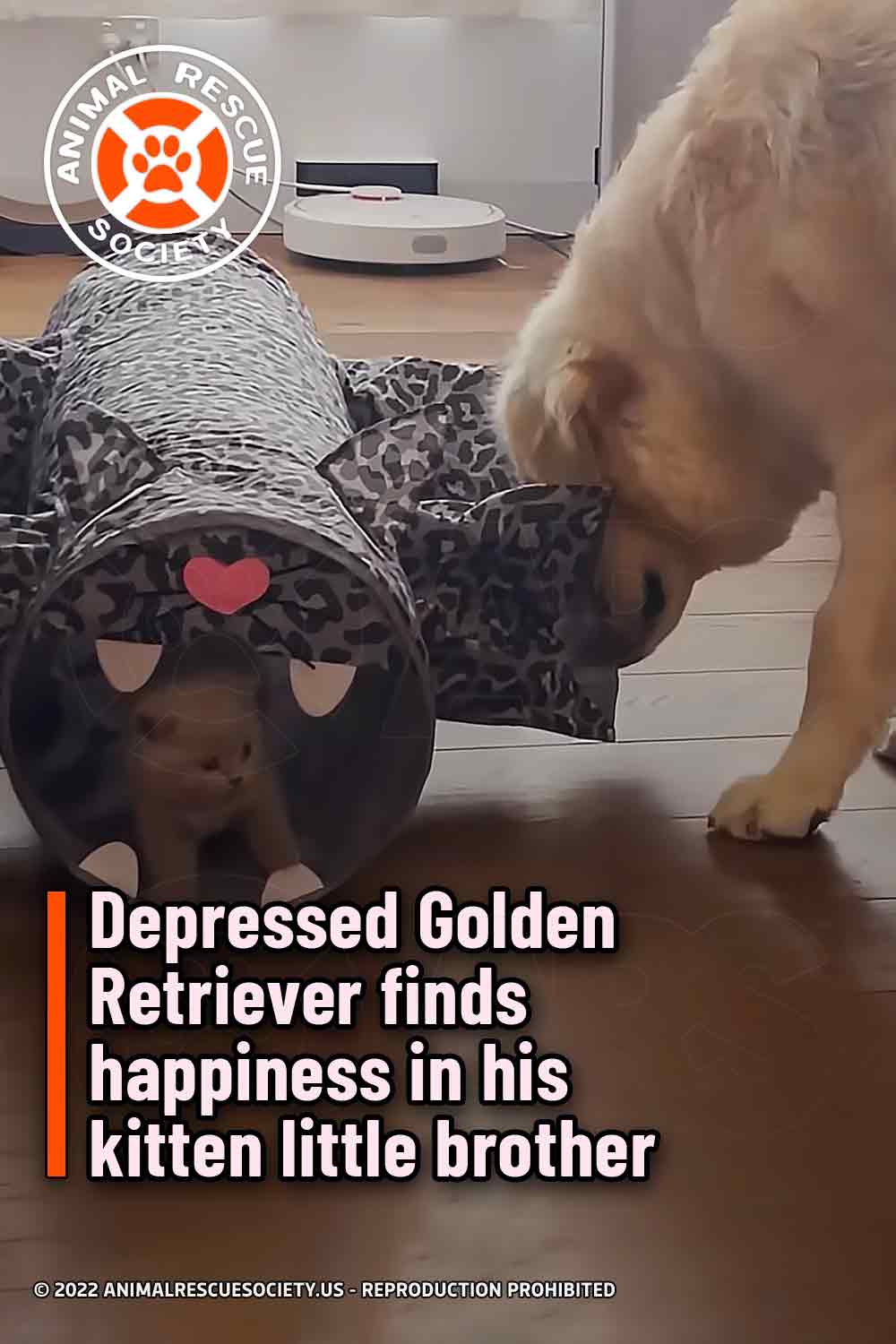 Depressed Golden Retriever finds happiness in his kitten little brother