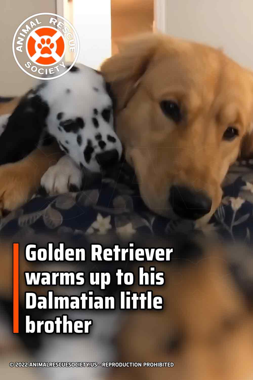 Golden Retriever warms up to his Dalmatian little brother
