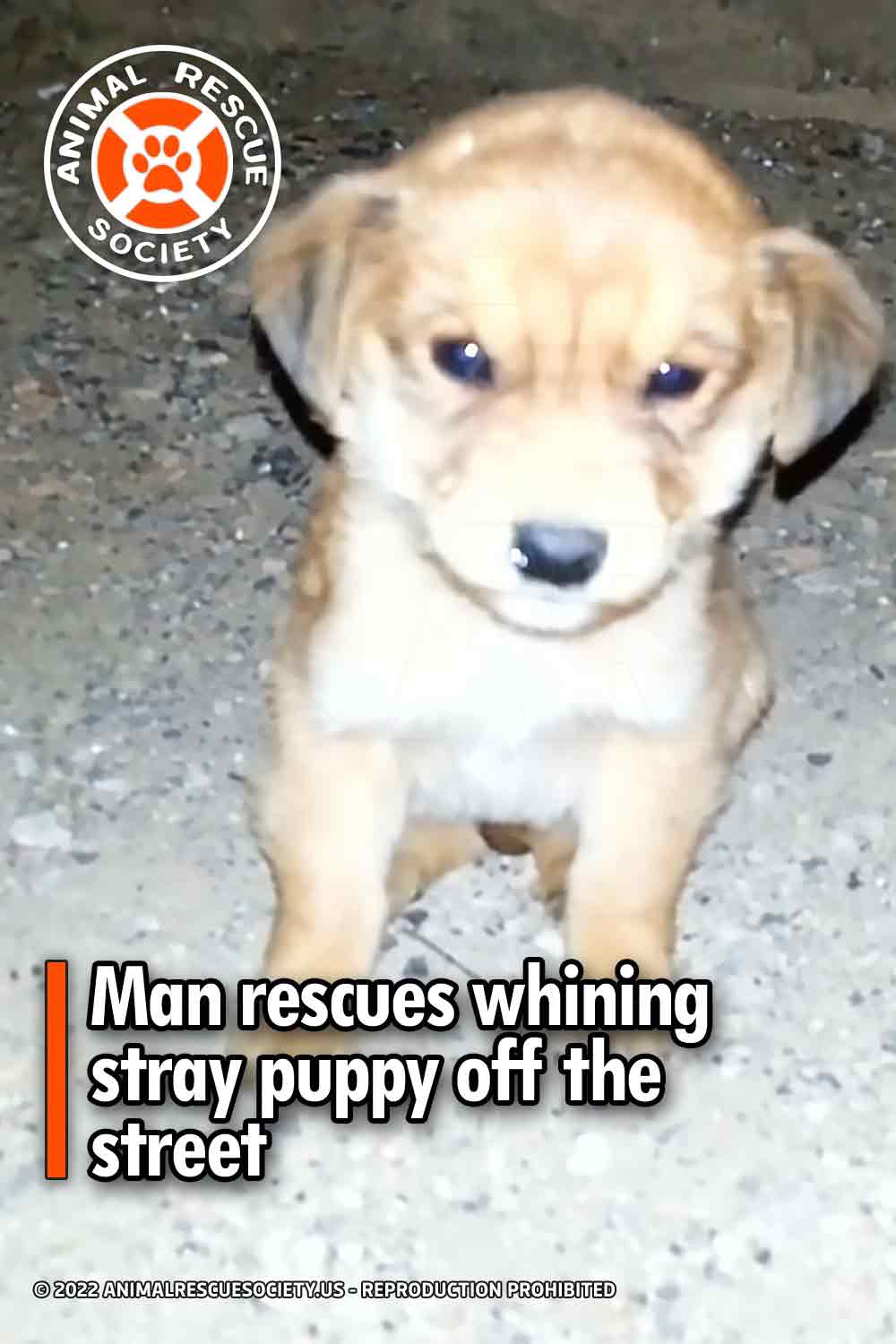 Man rescues whining stray puppy off the street