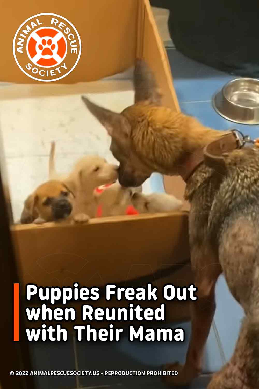 Puppies freak out when reunited with their mama