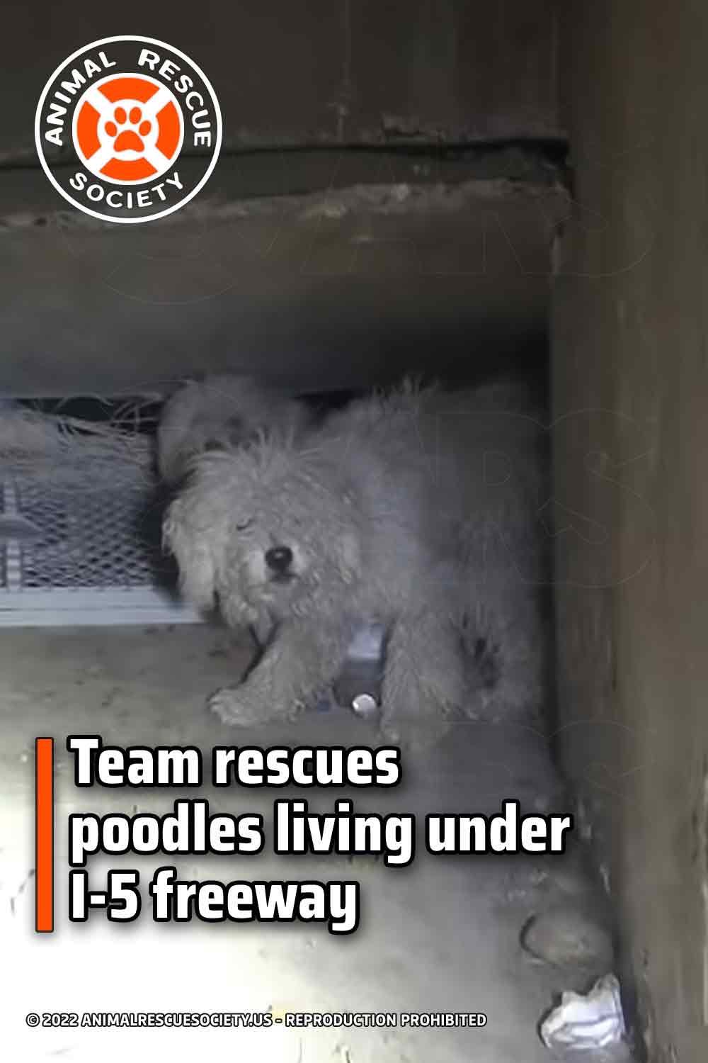 Team rescues poodles living under I-5 freeway