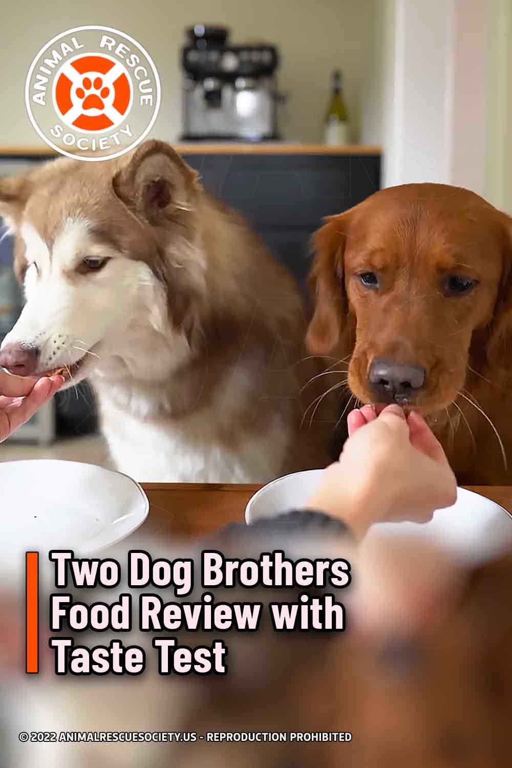 Two dog brothers food review with taste test