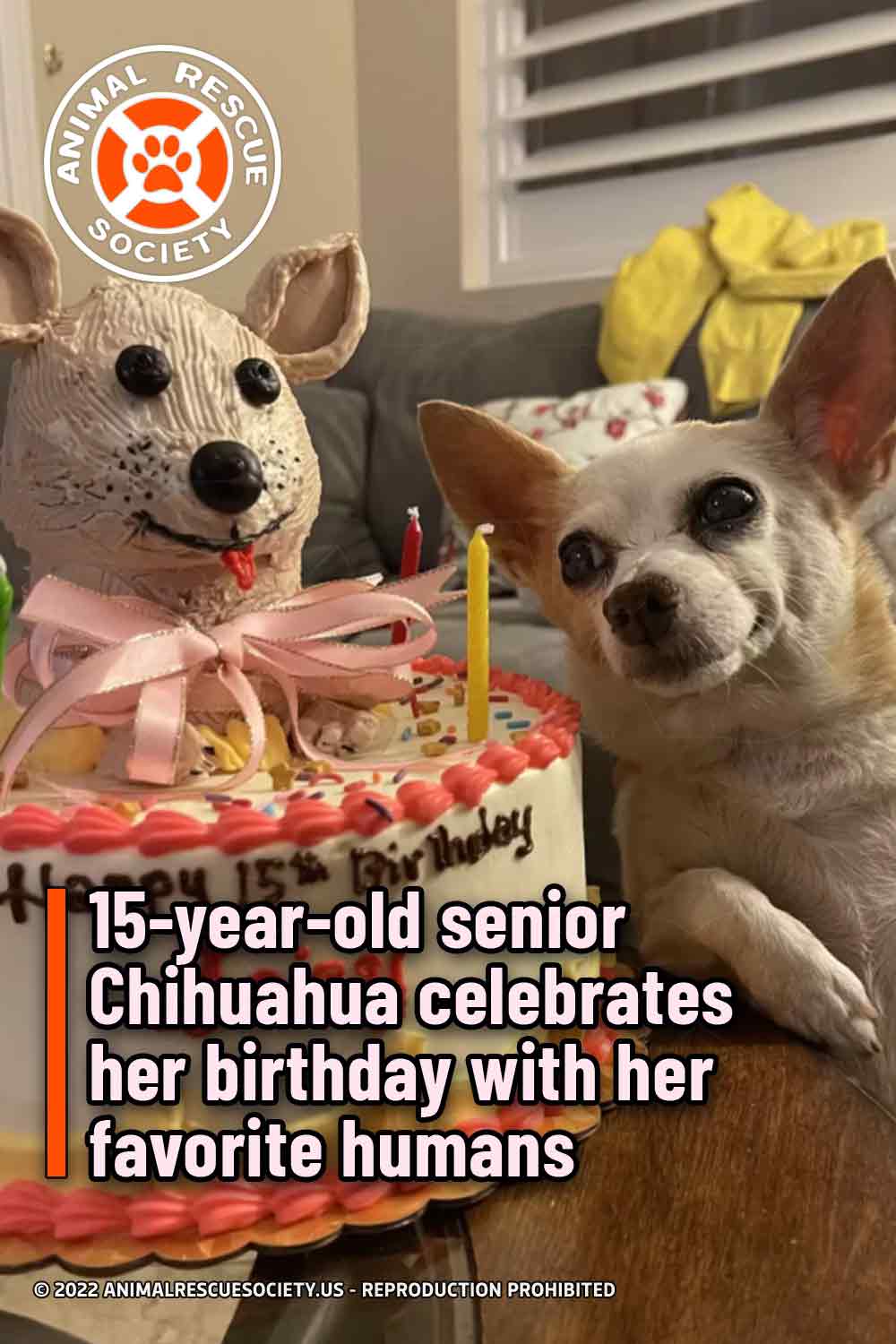 15-year-old senior Chihuahua celebrates her birthday with her favorite humans